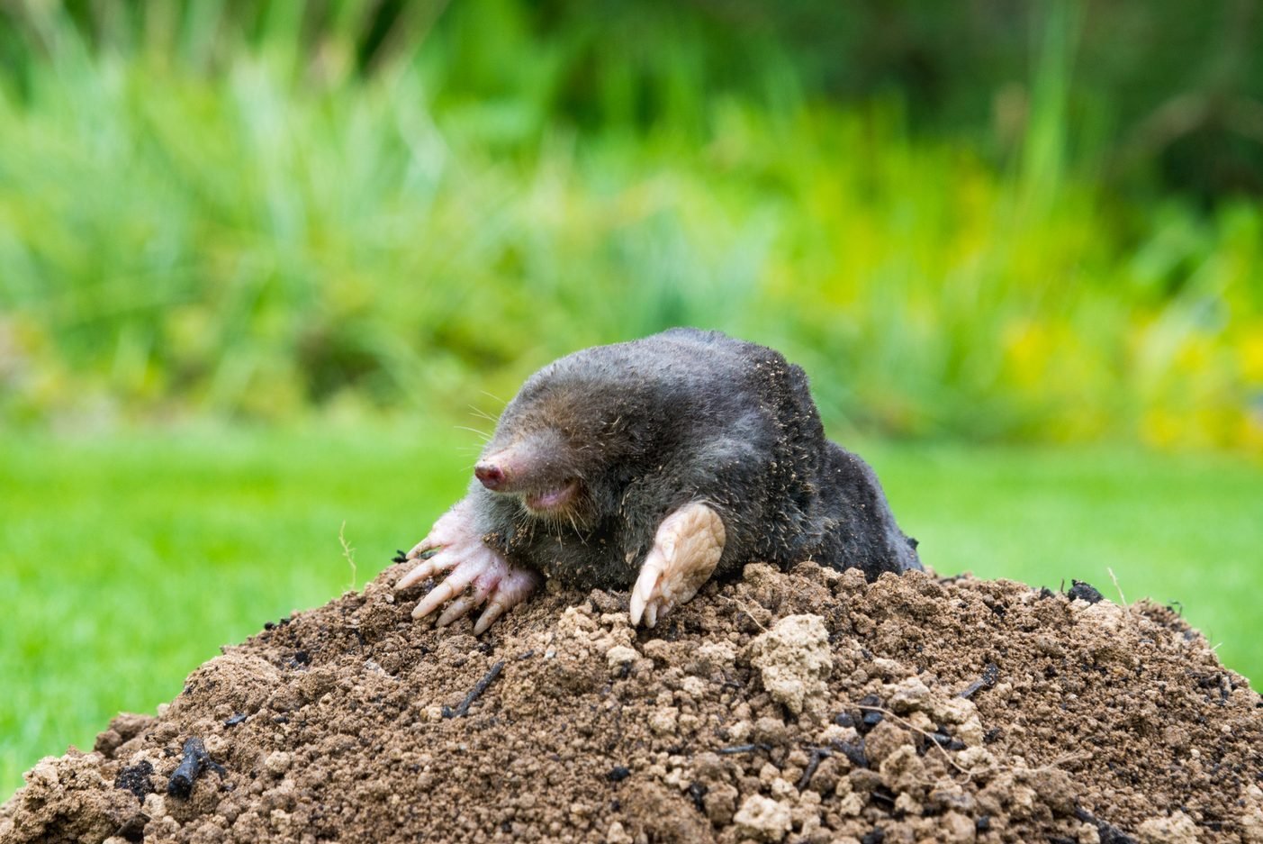 How To Get Rid of Moles in Your Yard