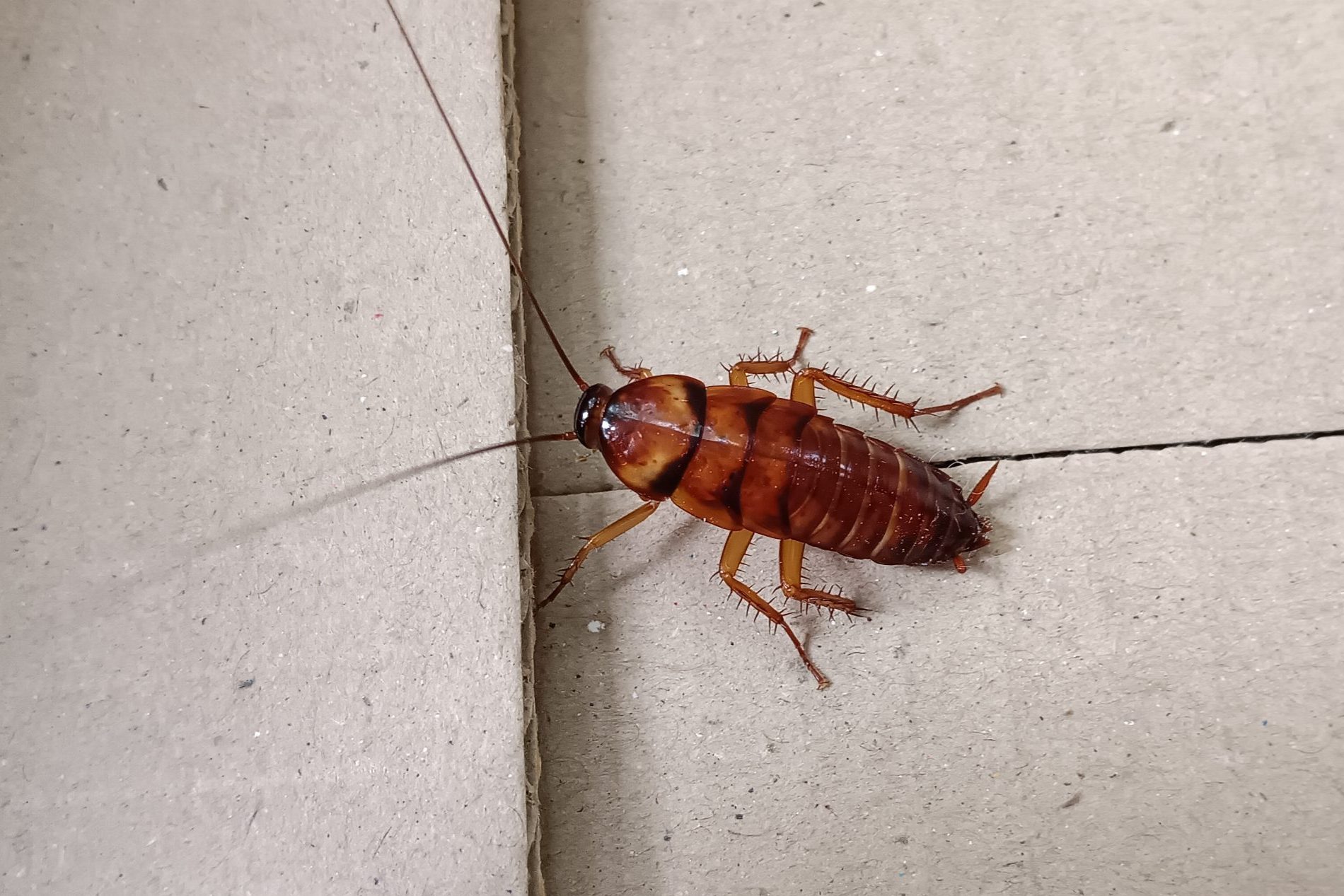 Homeowner's Guide to Cockroach Pest Control