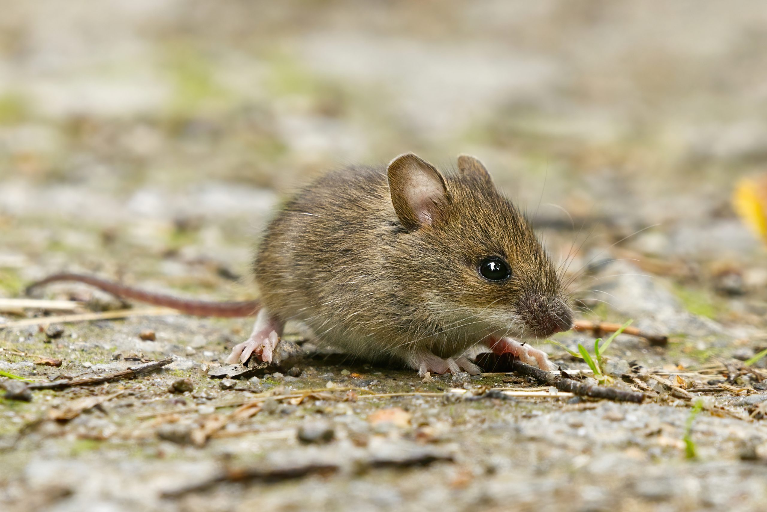 People, mice head indoors for winter