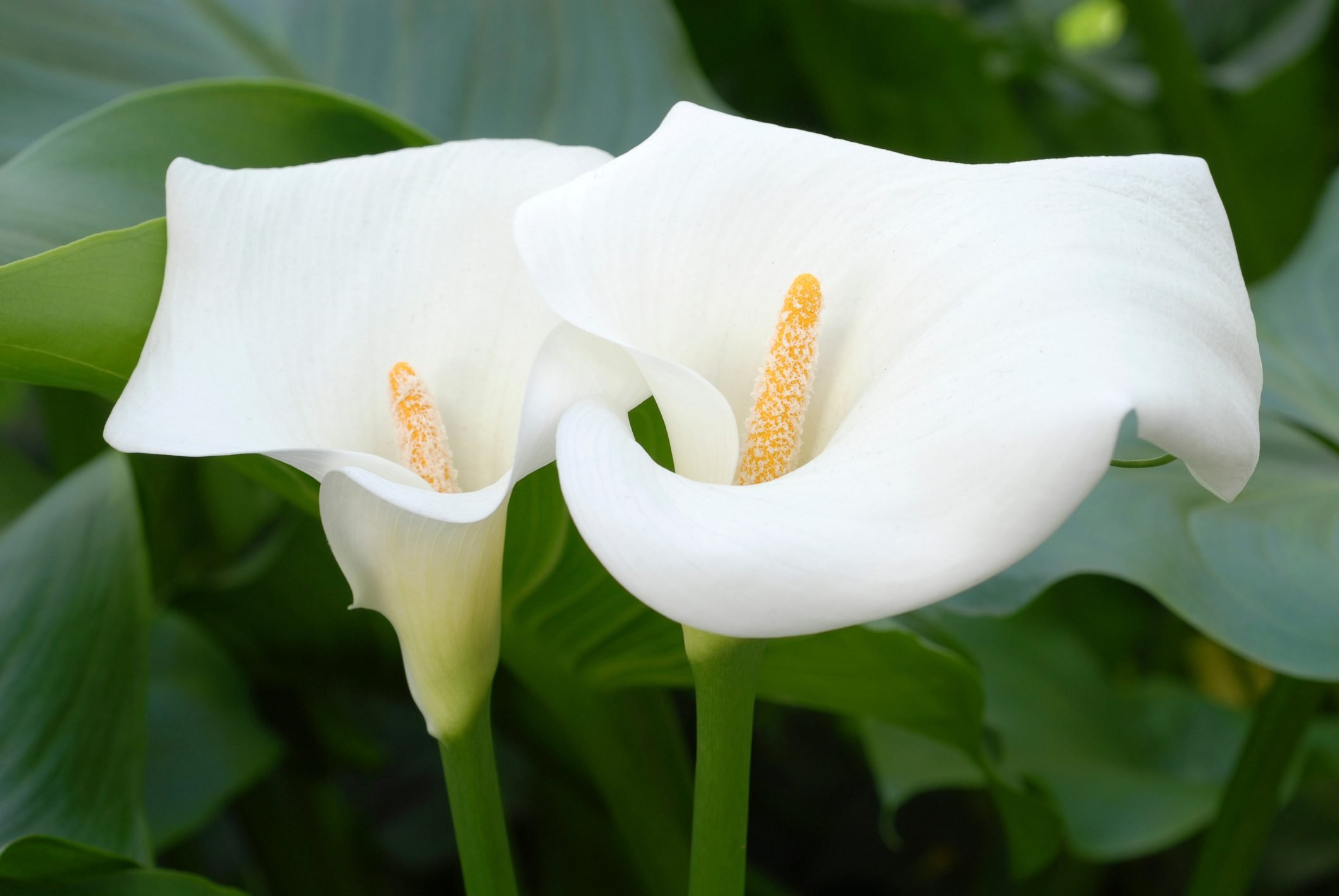 How To Grow Calla Lilies