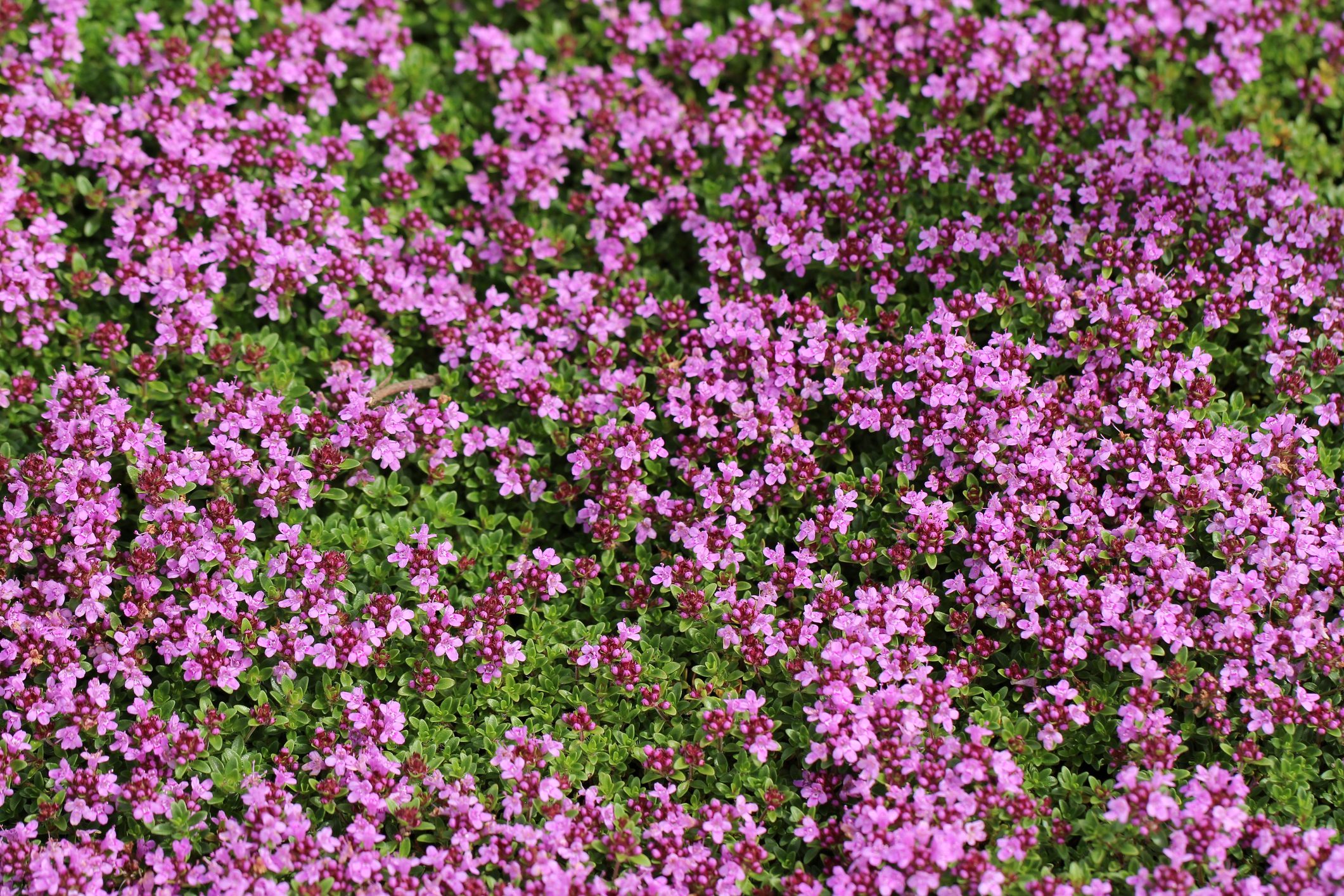 Thymus serpyllum blossoms