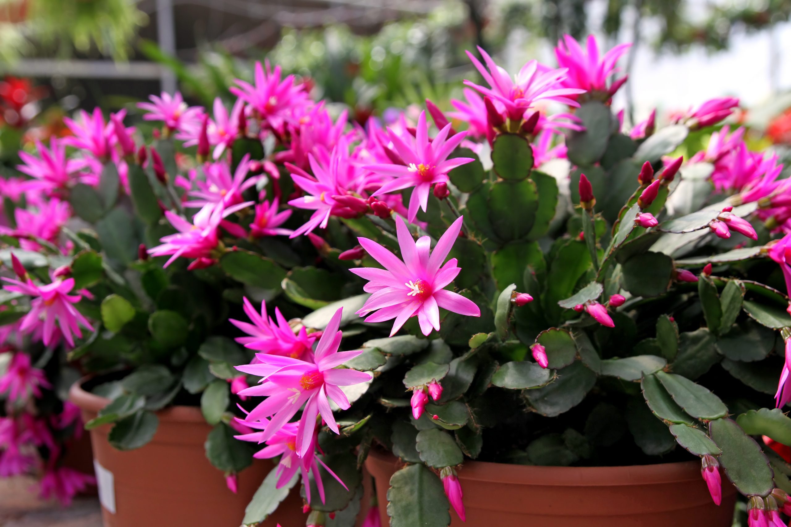 How To Grow and Care for an Easter Cactus