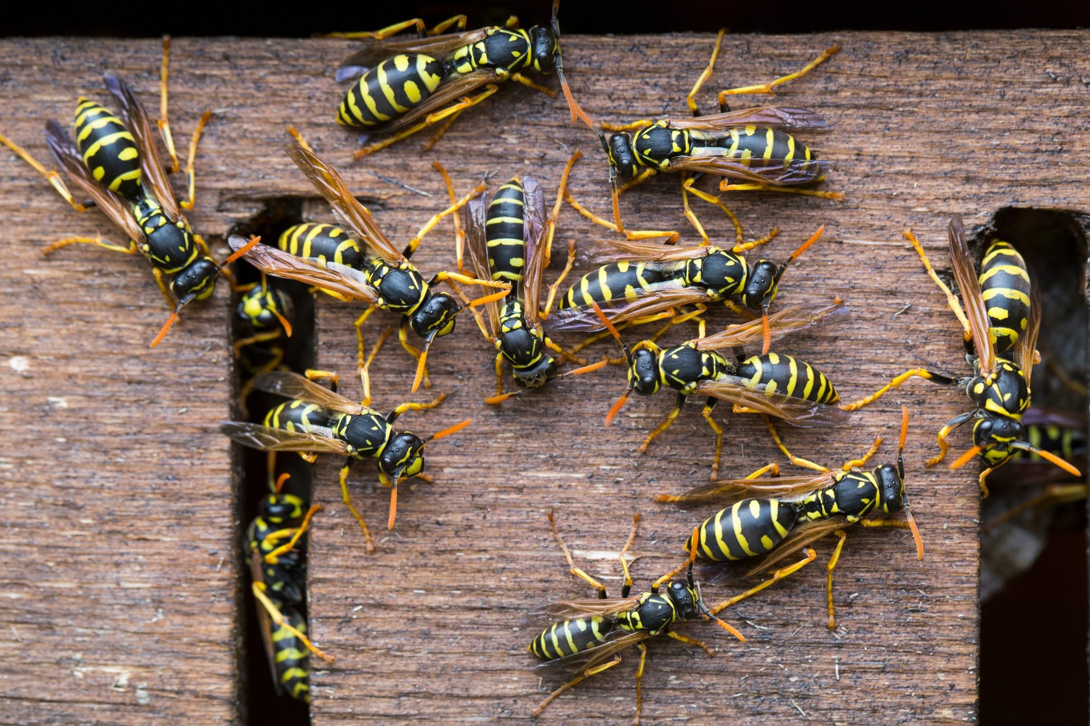 Who Wants a Wasp Waist? - Bug Squad - ANR Blogs