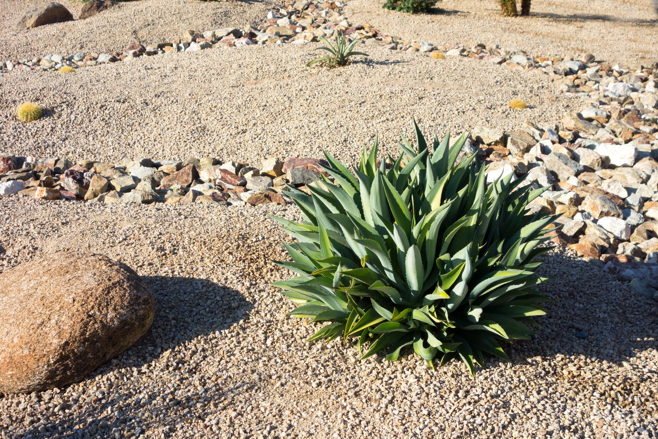 Green accent desert xeriscaping