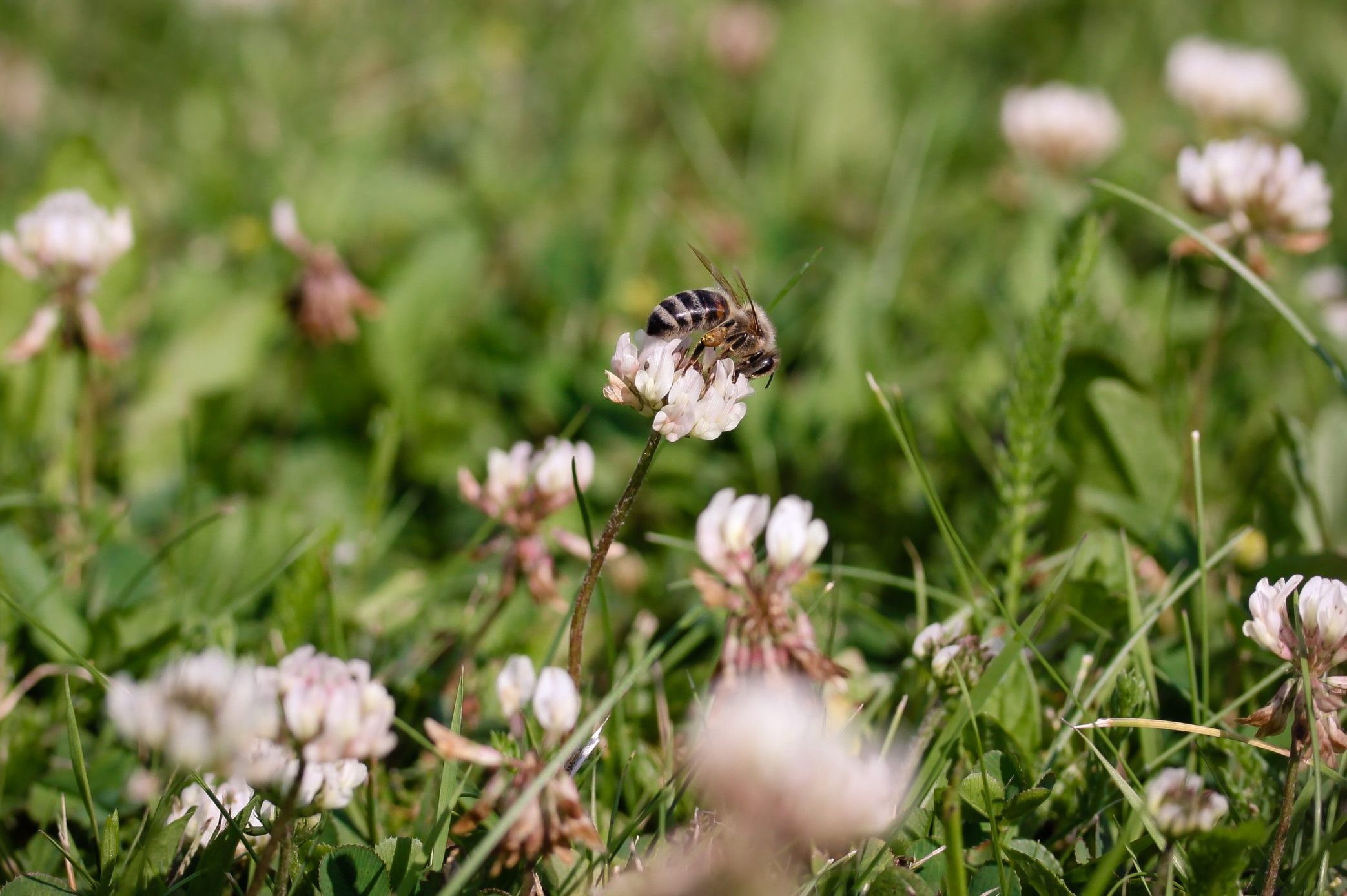 Stop Mowing the Grass! At Least for This Month