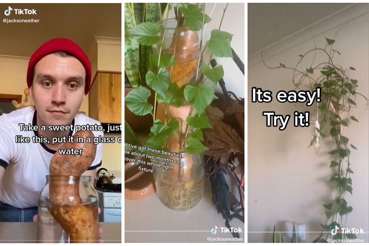 You Can Grow the Perfect Indoor Vines with This Super Easy Hack