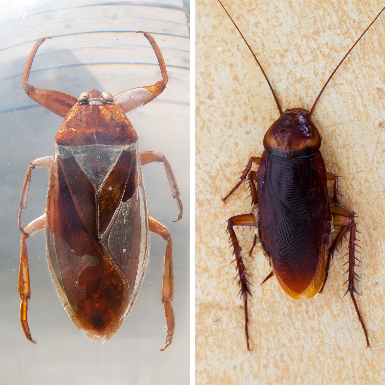 Water Bugs vs. Cockroaches: What's the Difference?