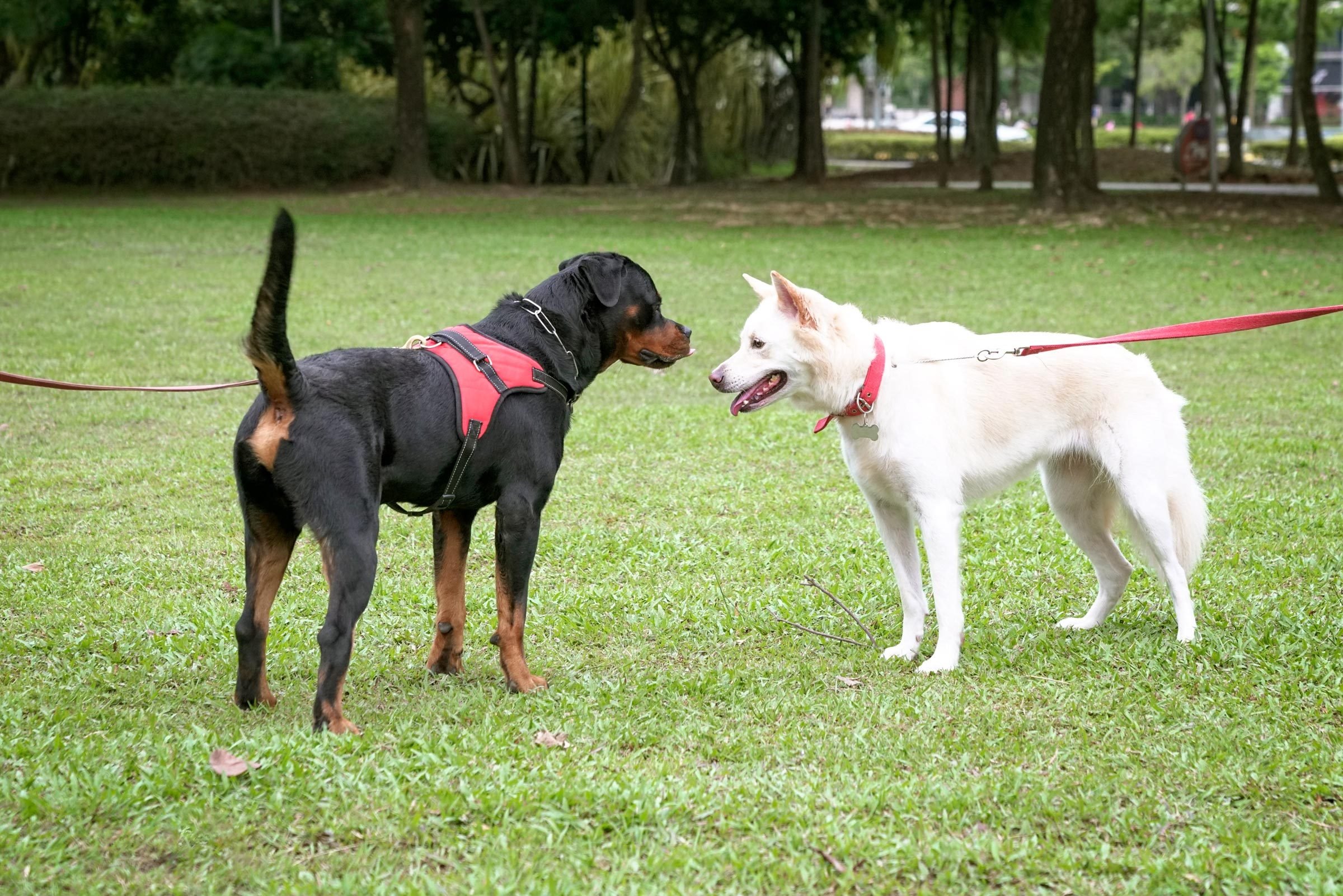 Dog Harnesses vs. Collars: Which Is Better?