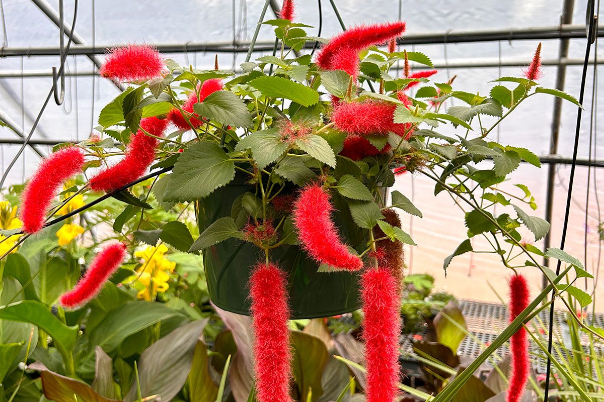 Firetail Chenille Plant By Darren Hartwell