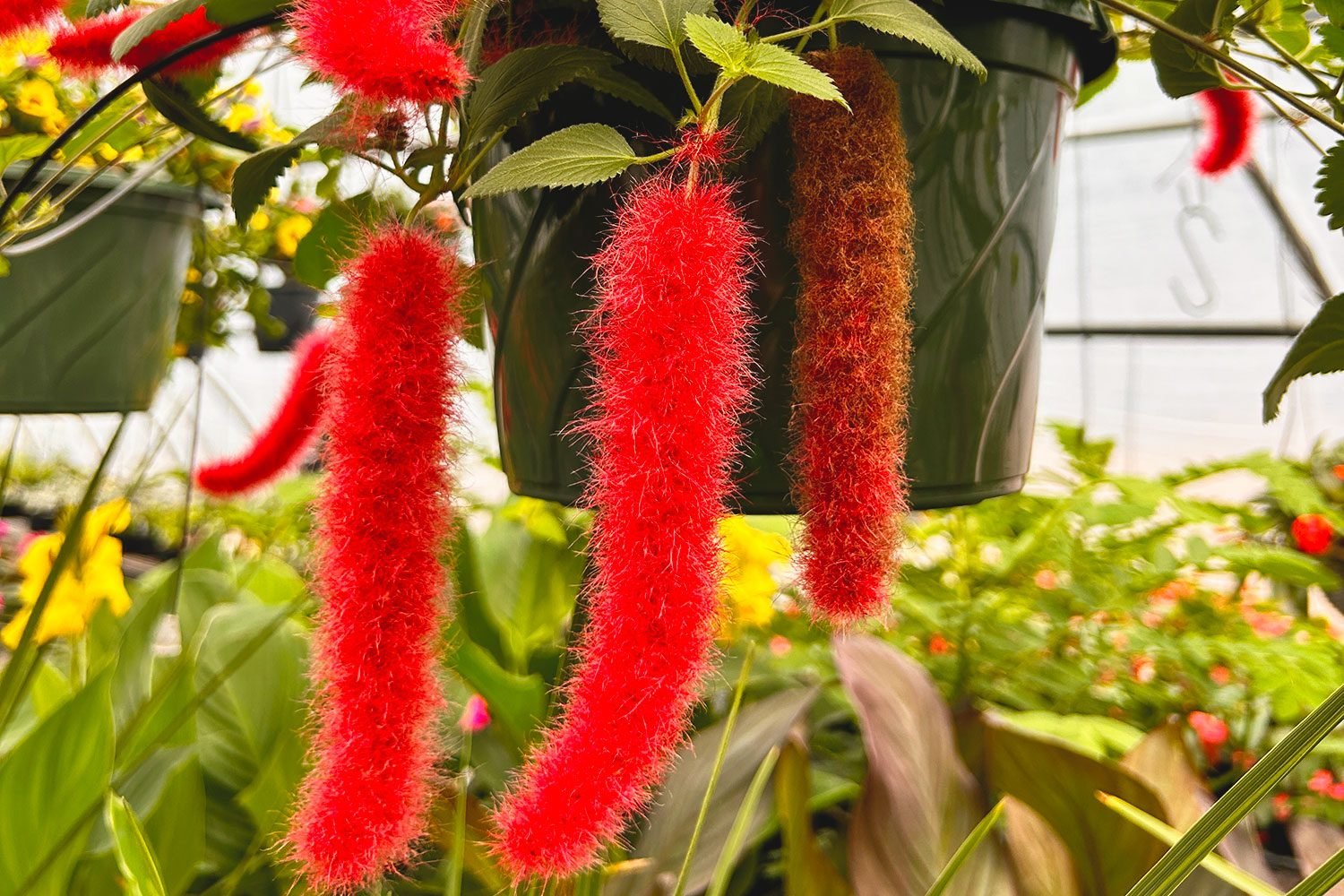 If You See This Red Fuzzy Plant, This Is What It Is