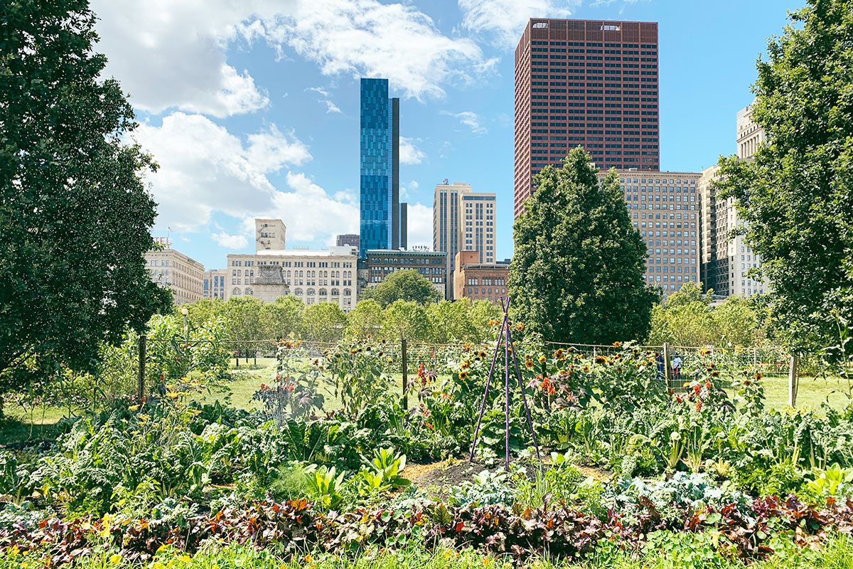 Urban Gardens In Chicago