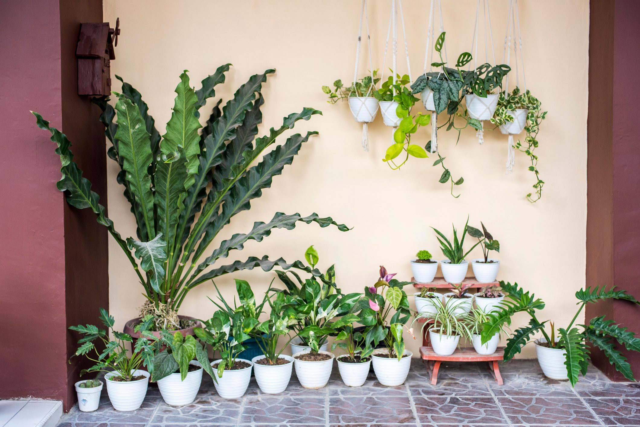 When Can I Move My Houseplants Outside?