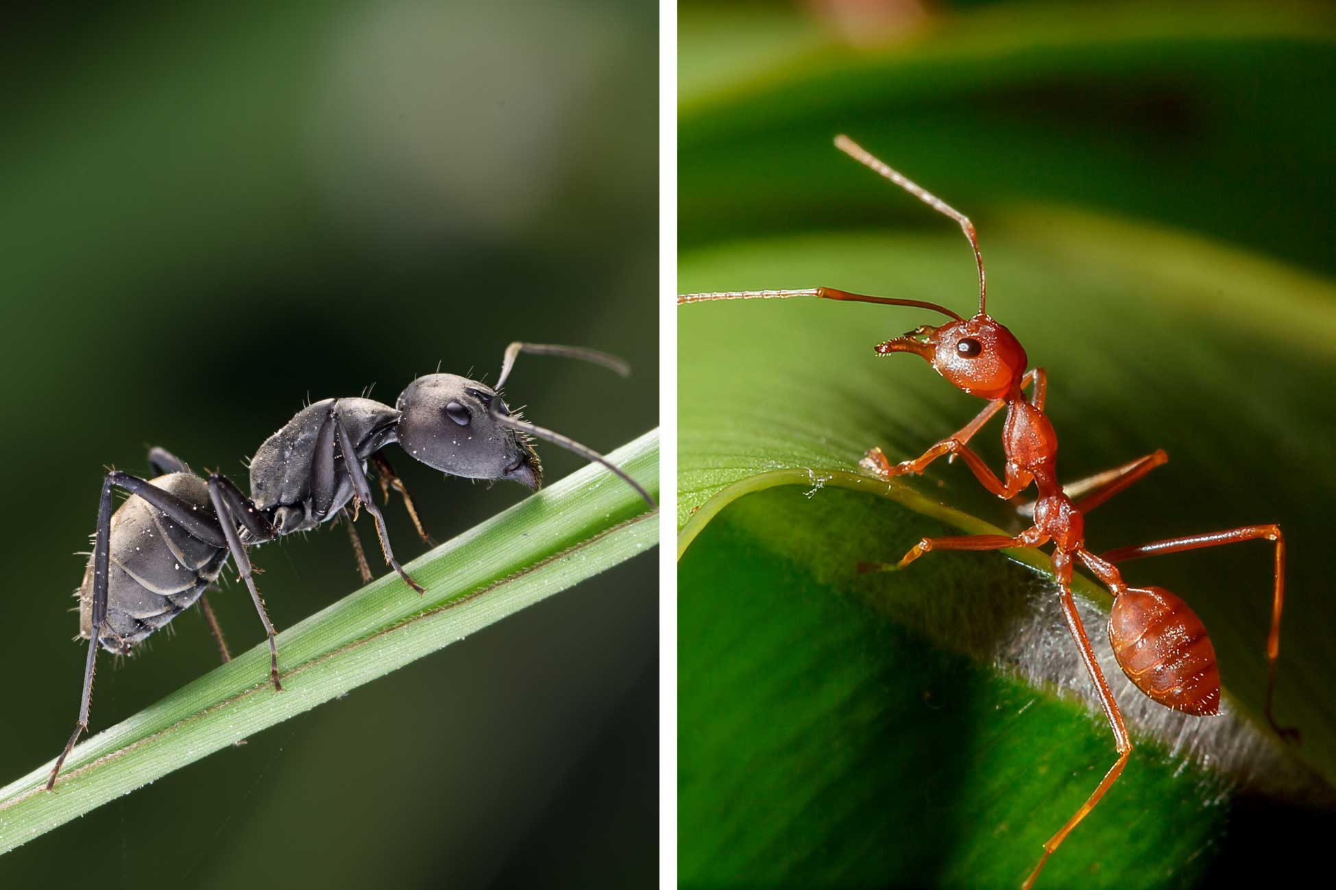 Red Ants vs. Fire Ants: What's the Difference?
