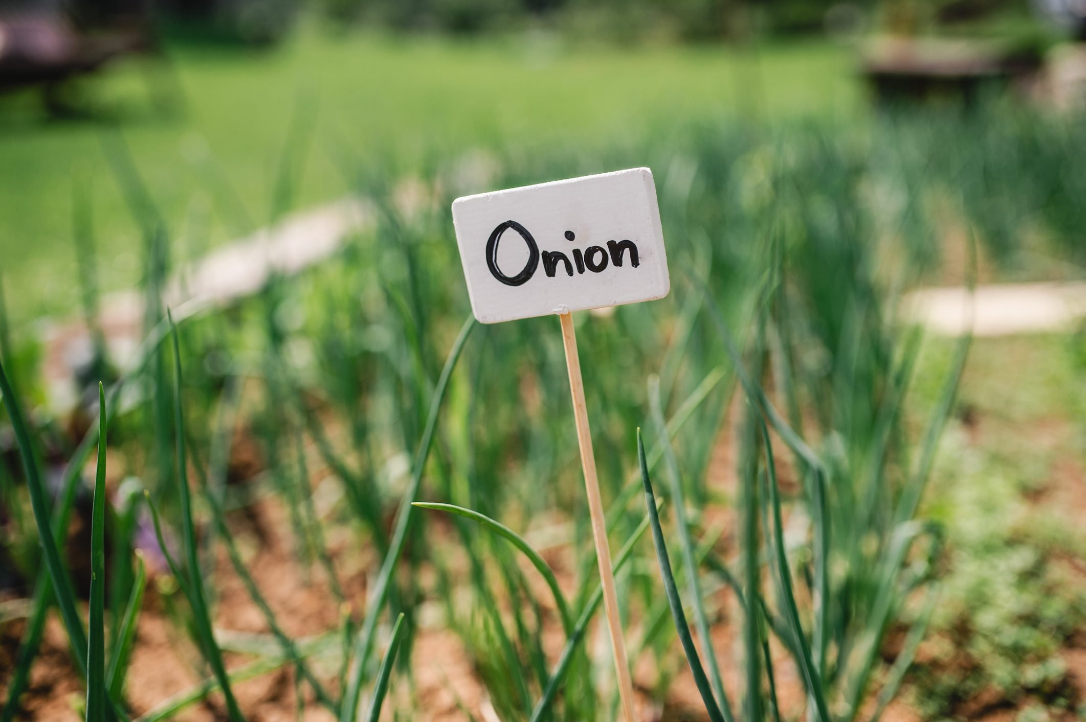 How To Grow Onions From Seeds