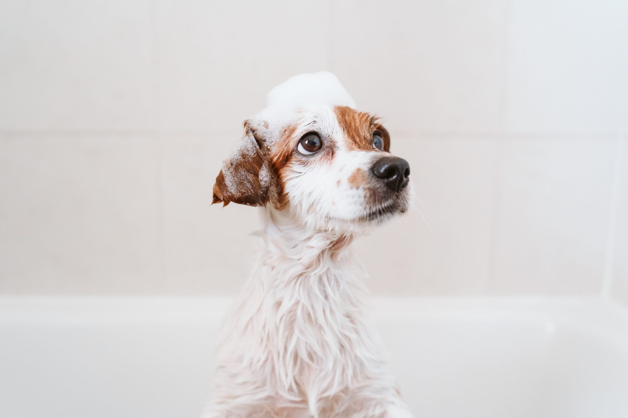 How Often Should You Bathe Your Dog?