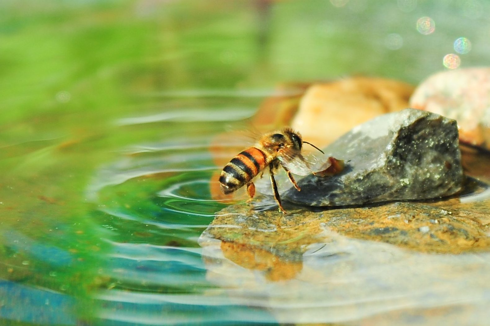 Should You Provide Drinking Water for Bees?