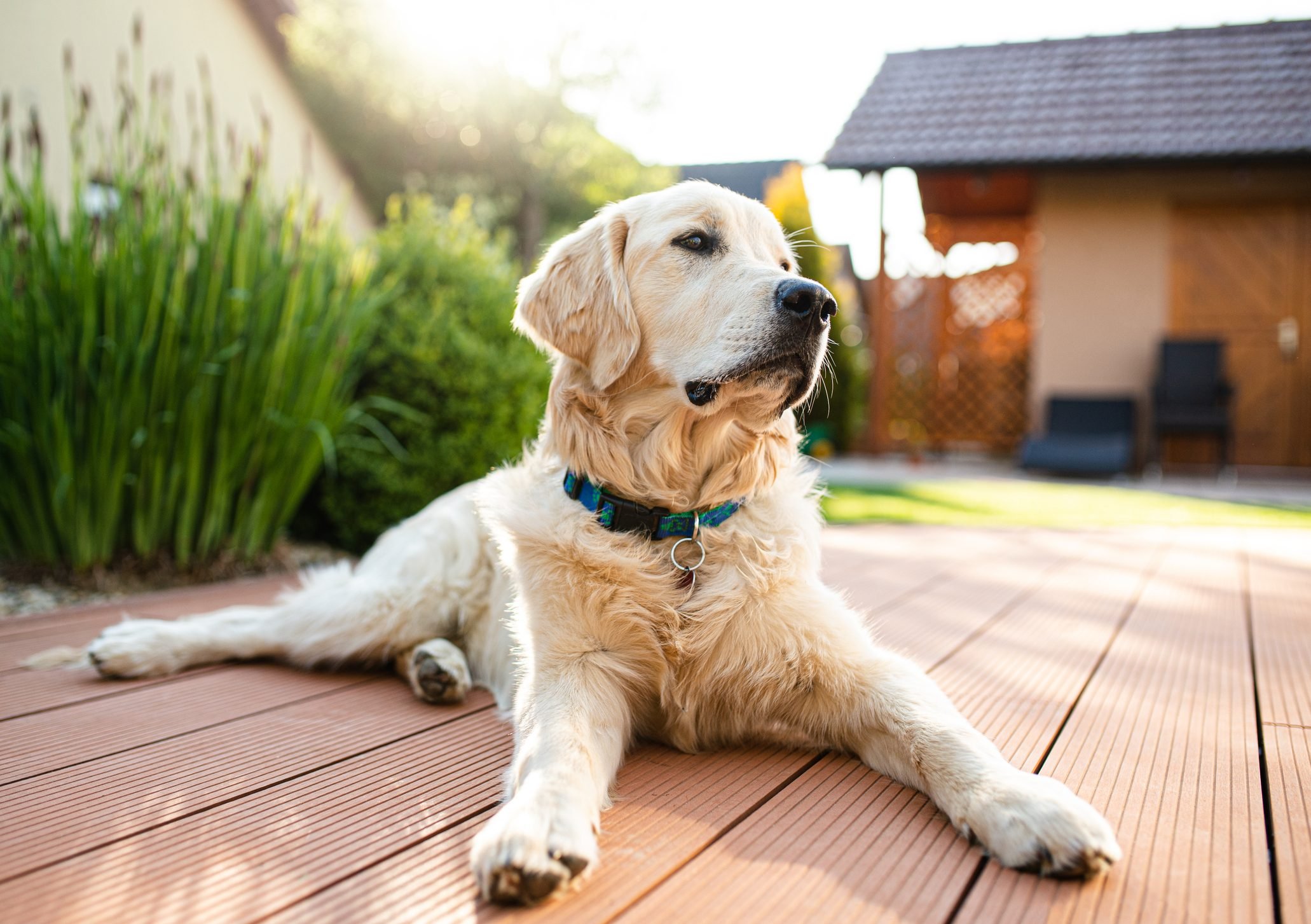 How To Get Rid of Skunk Smell On a Dog