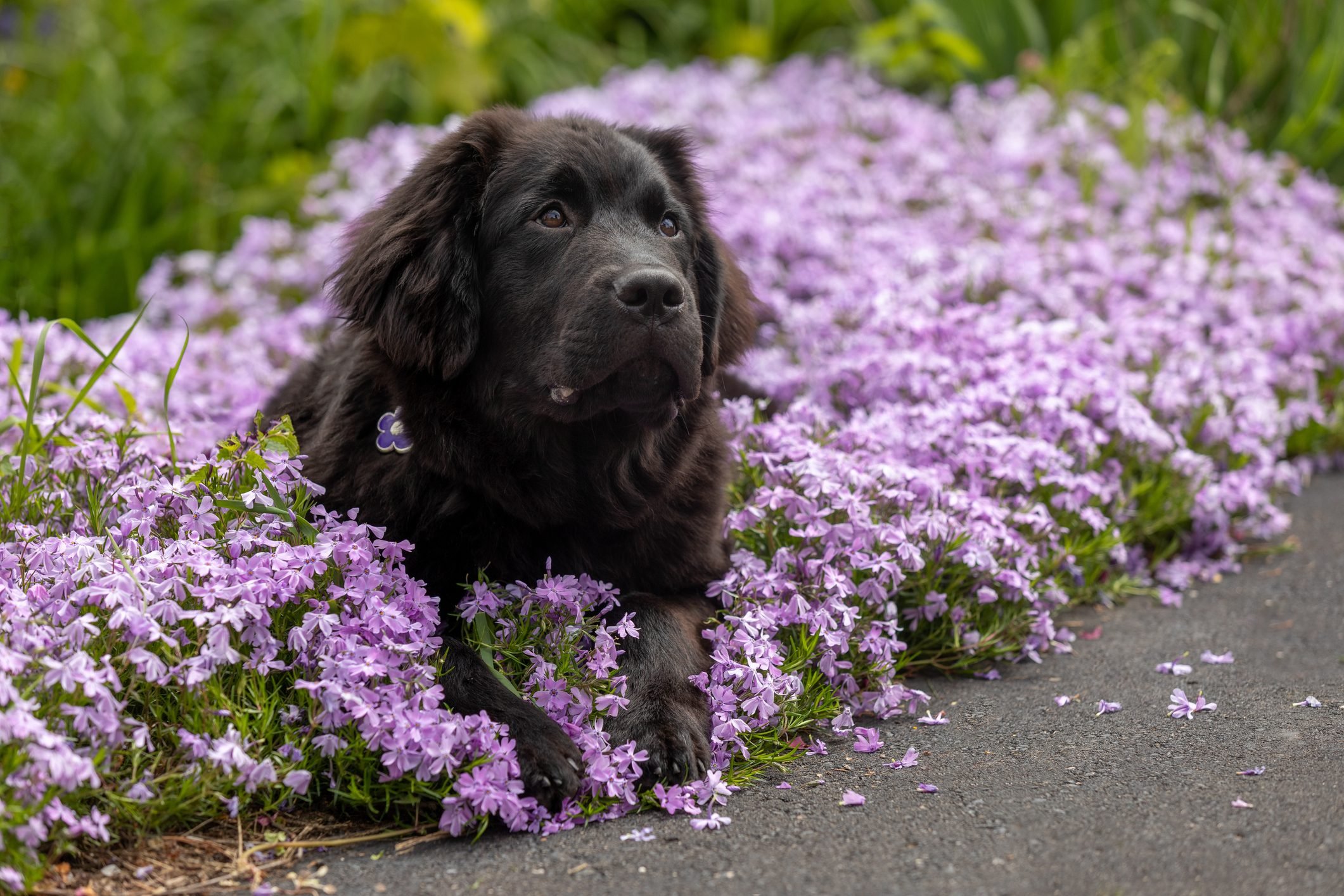 How to Keep Dogs Out of Flower Beds