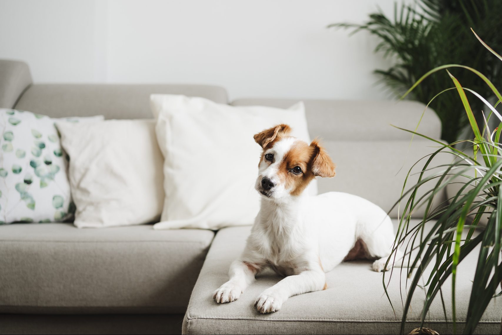 How To Keep a Dog Off the Couch