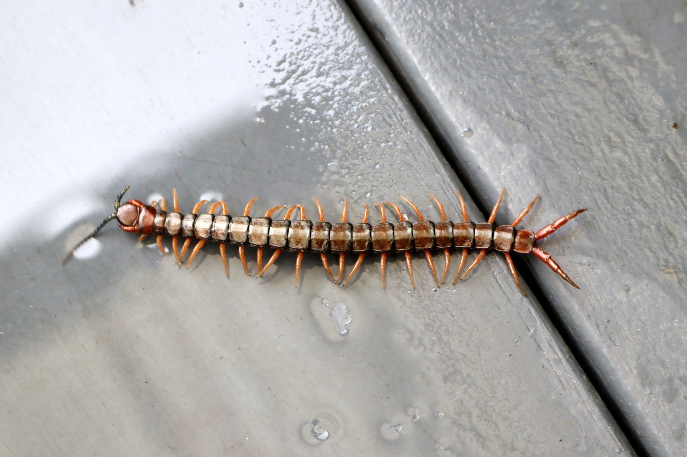 8 Most Common Types of Centipedes You'll Find in Your House
