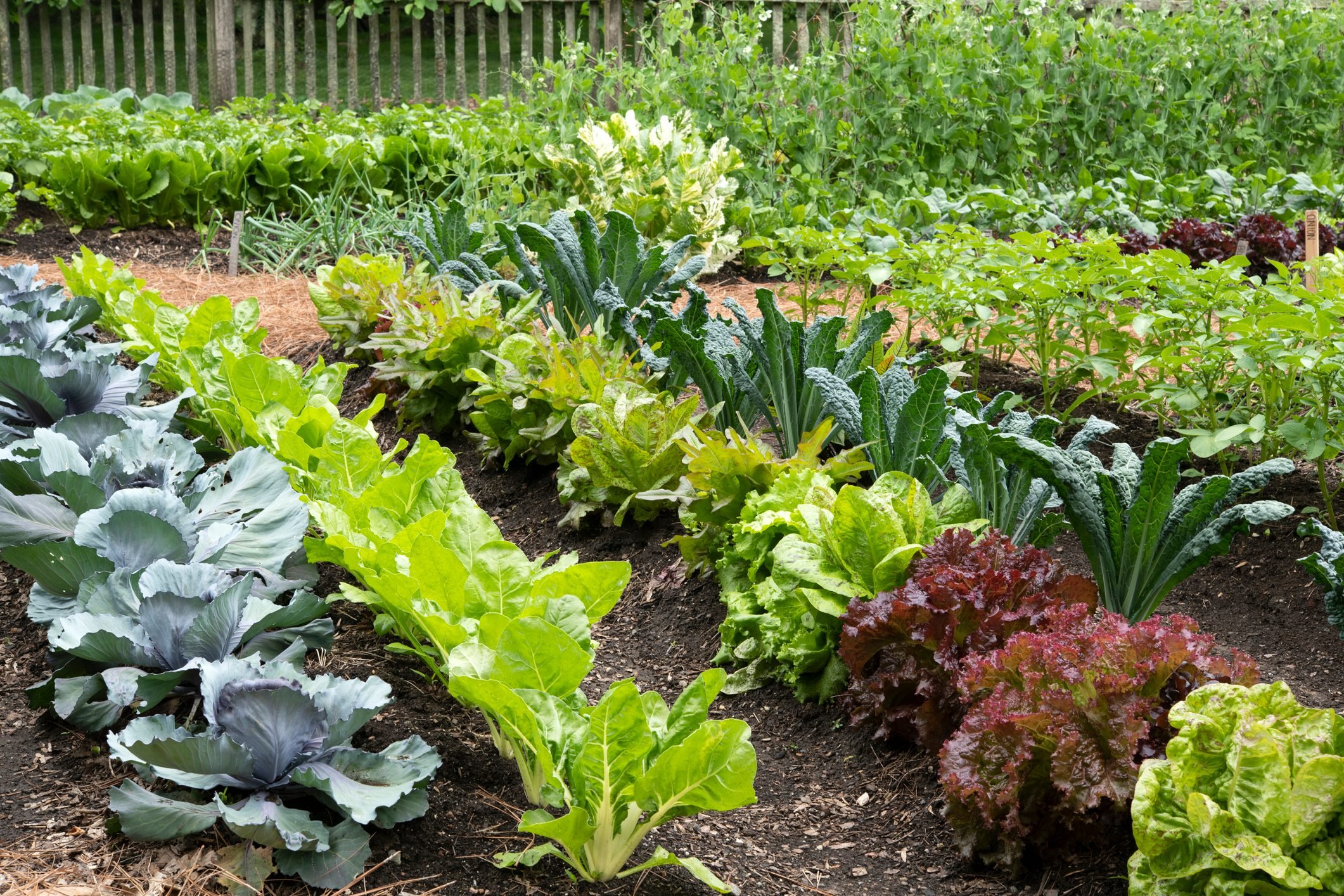10 Tips for Starting a Vegetable Garden