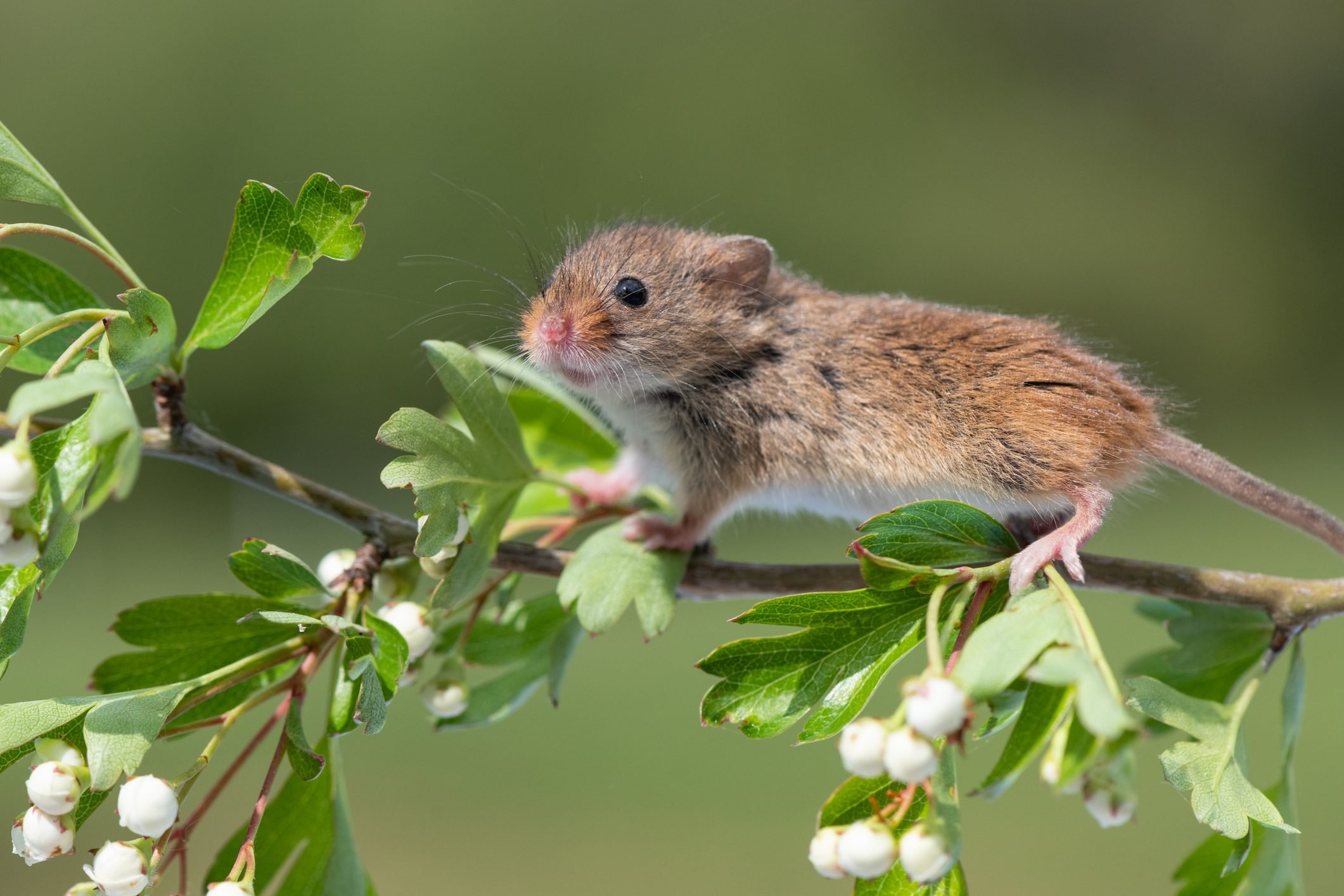 Types of clearance mice