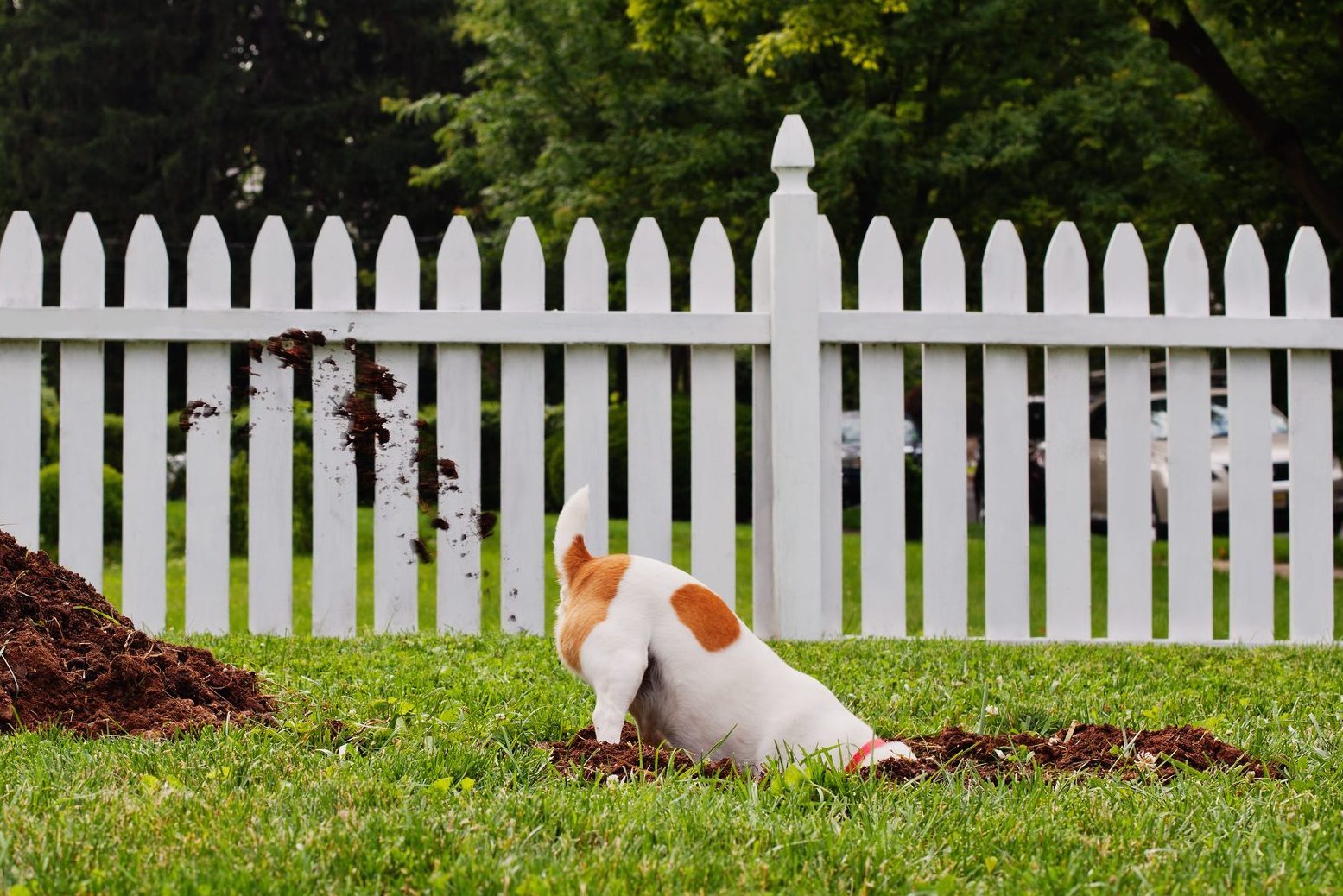 Why Do Dogs Dig Holes?