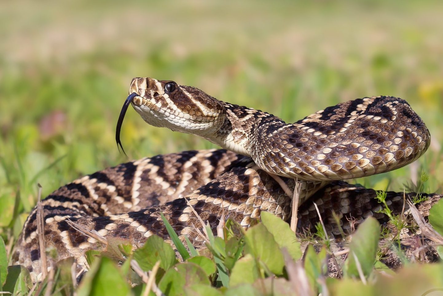 Eastern diamondback rattlesnake