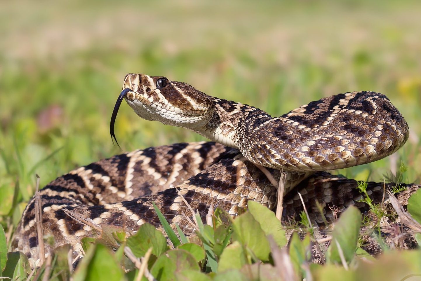 8 Types of Venomous Snakes in Your Yard