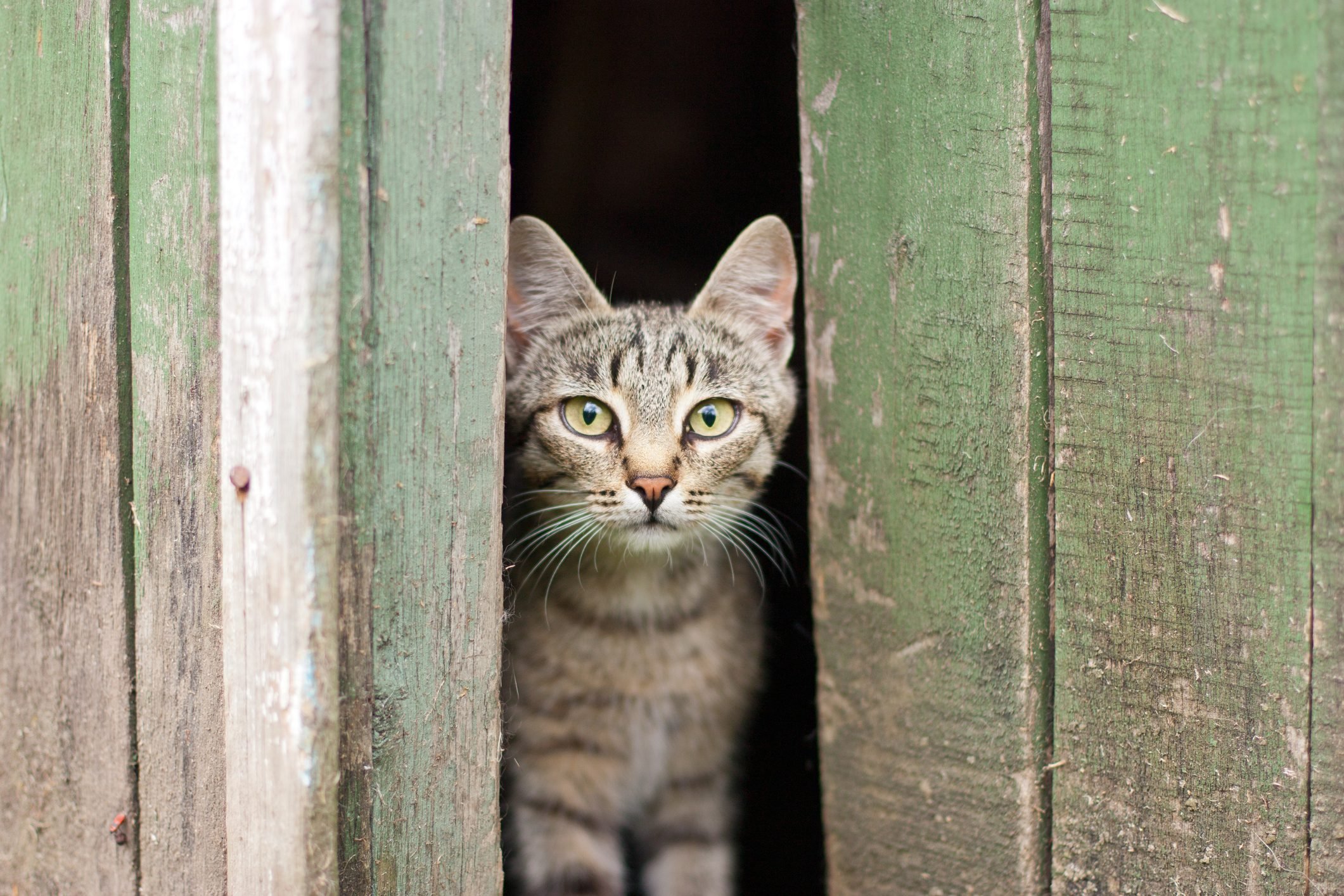 barn cat peeking out