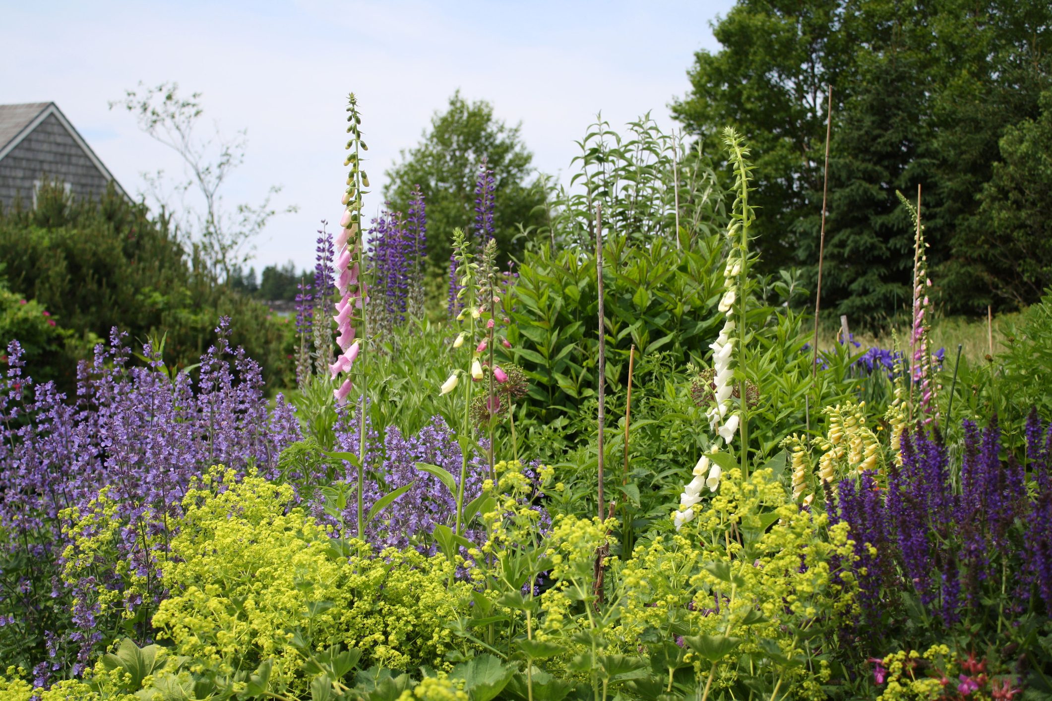 How and Why To Grow a Native Plant Garden