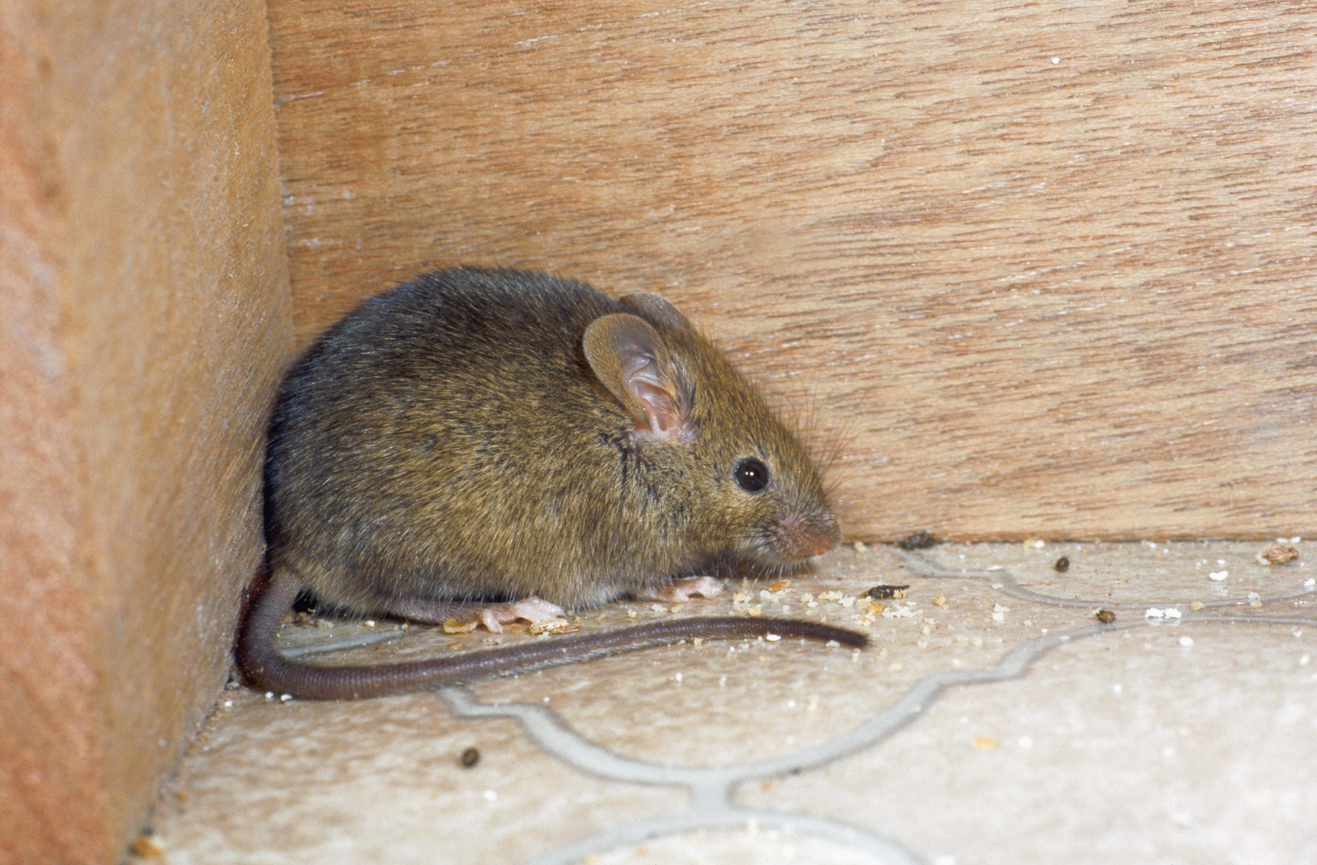 8 Most Common Types of Mice You'll Find in Your House