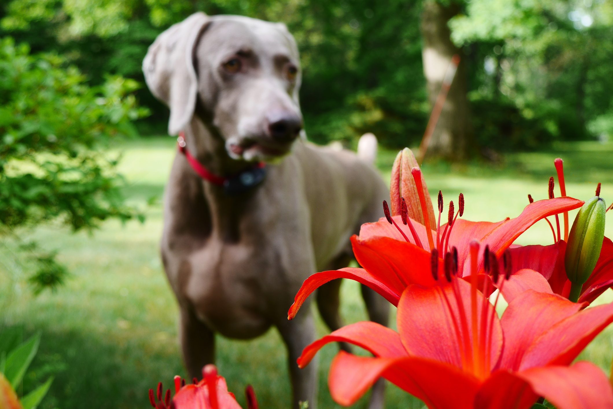 Are Lilies Poisonous to Dogs?