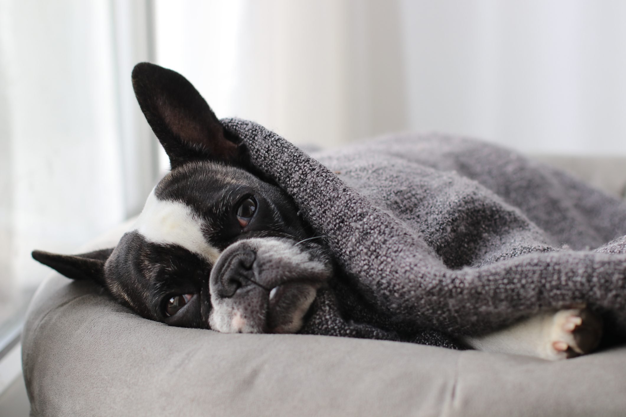 What To Know About Heated Dog Beds