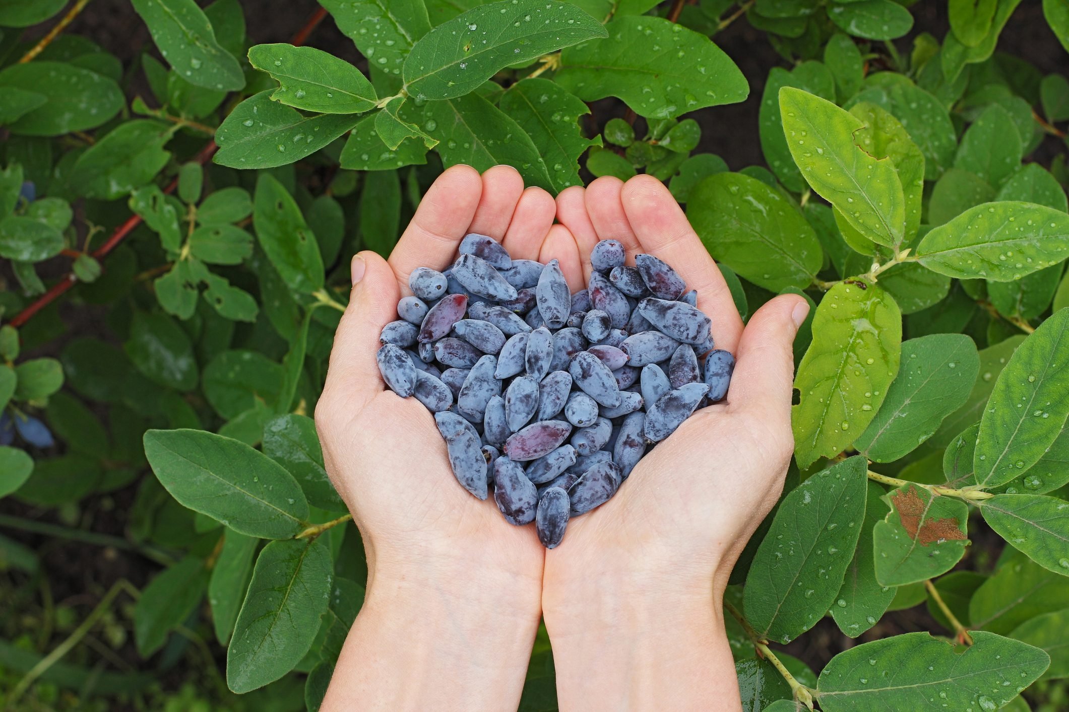 What Is a Honeyberry?