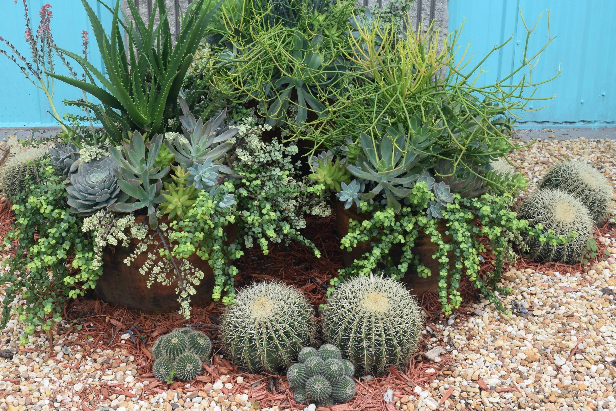 12 Types of Succulents To Plant