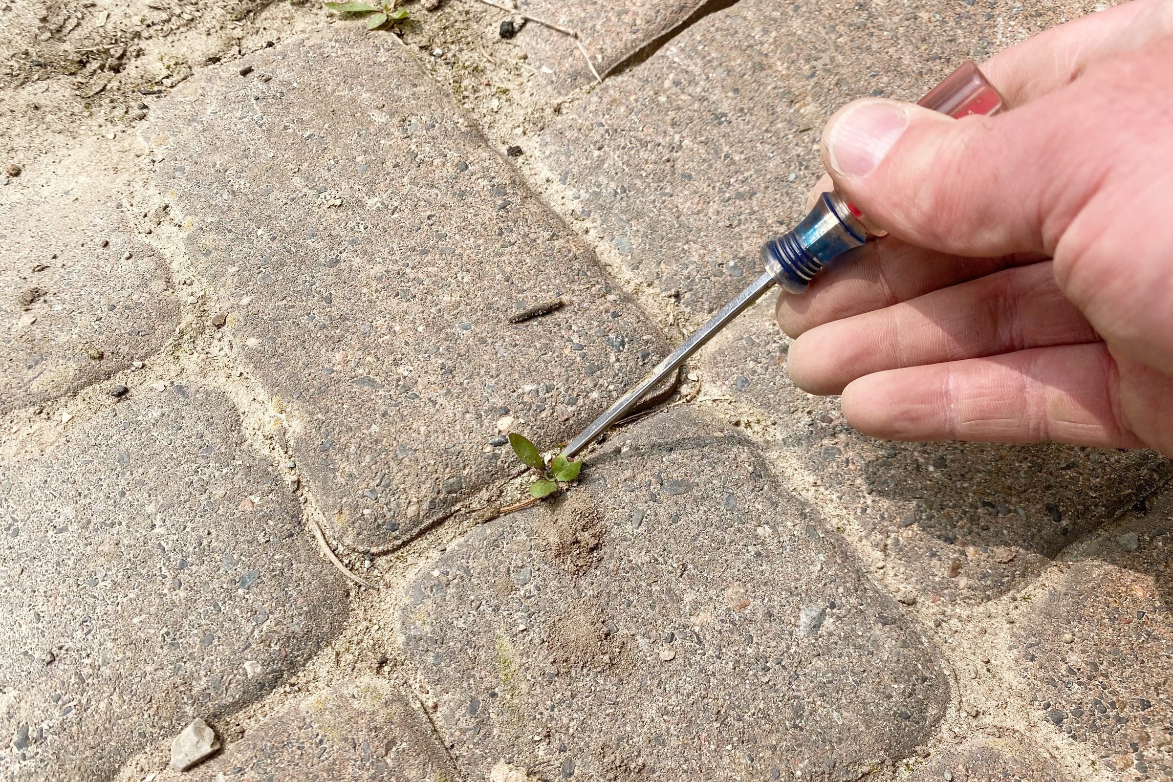 cleaning plants from the paver joints