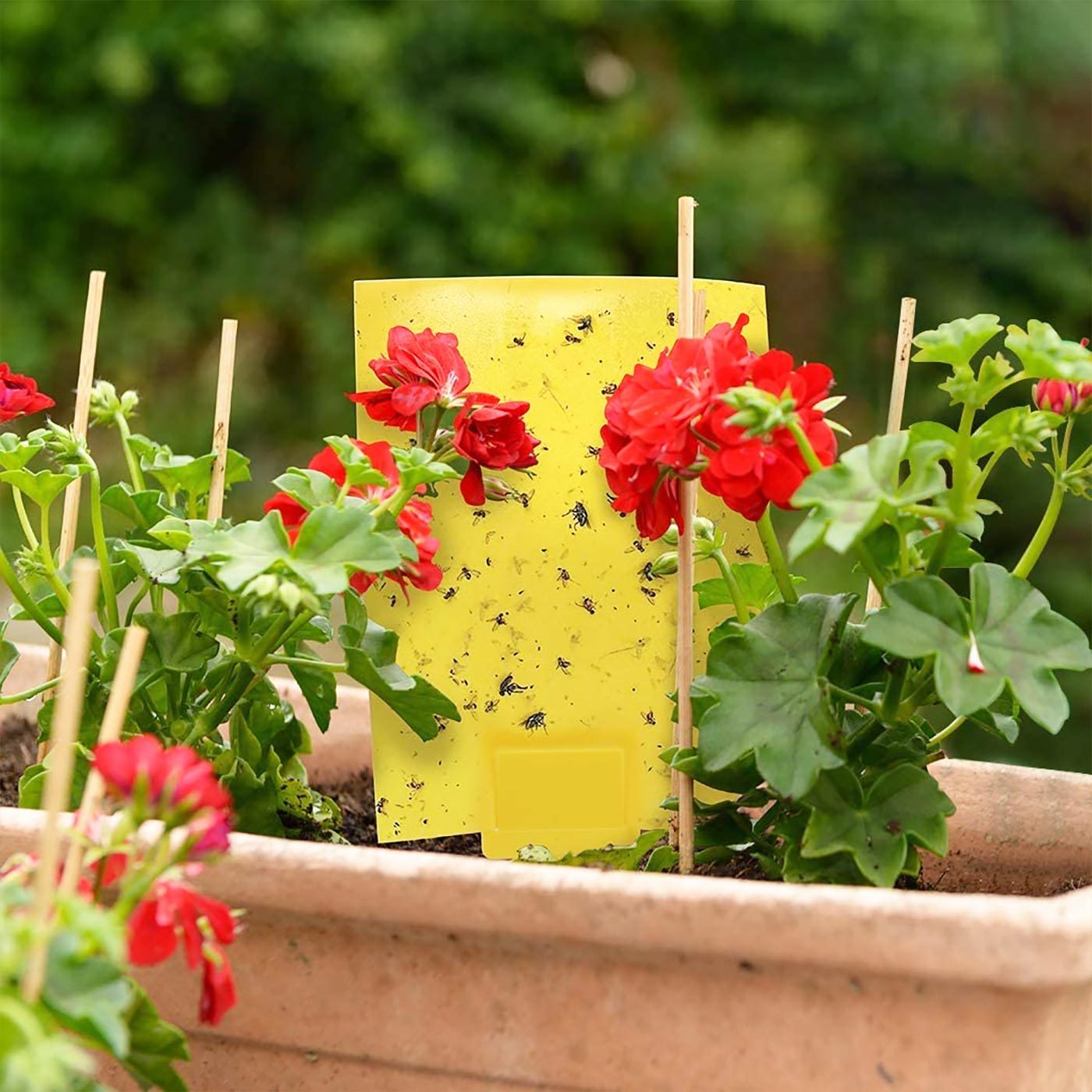 The 8 Best Fly Traps to Catch the Critters Both Indoors and Out