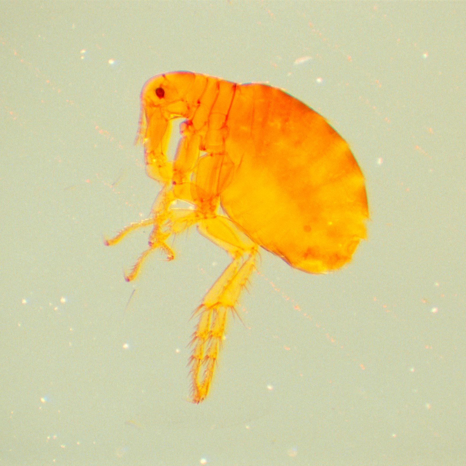 How Long Will Fleas Live In a House Without Pets?