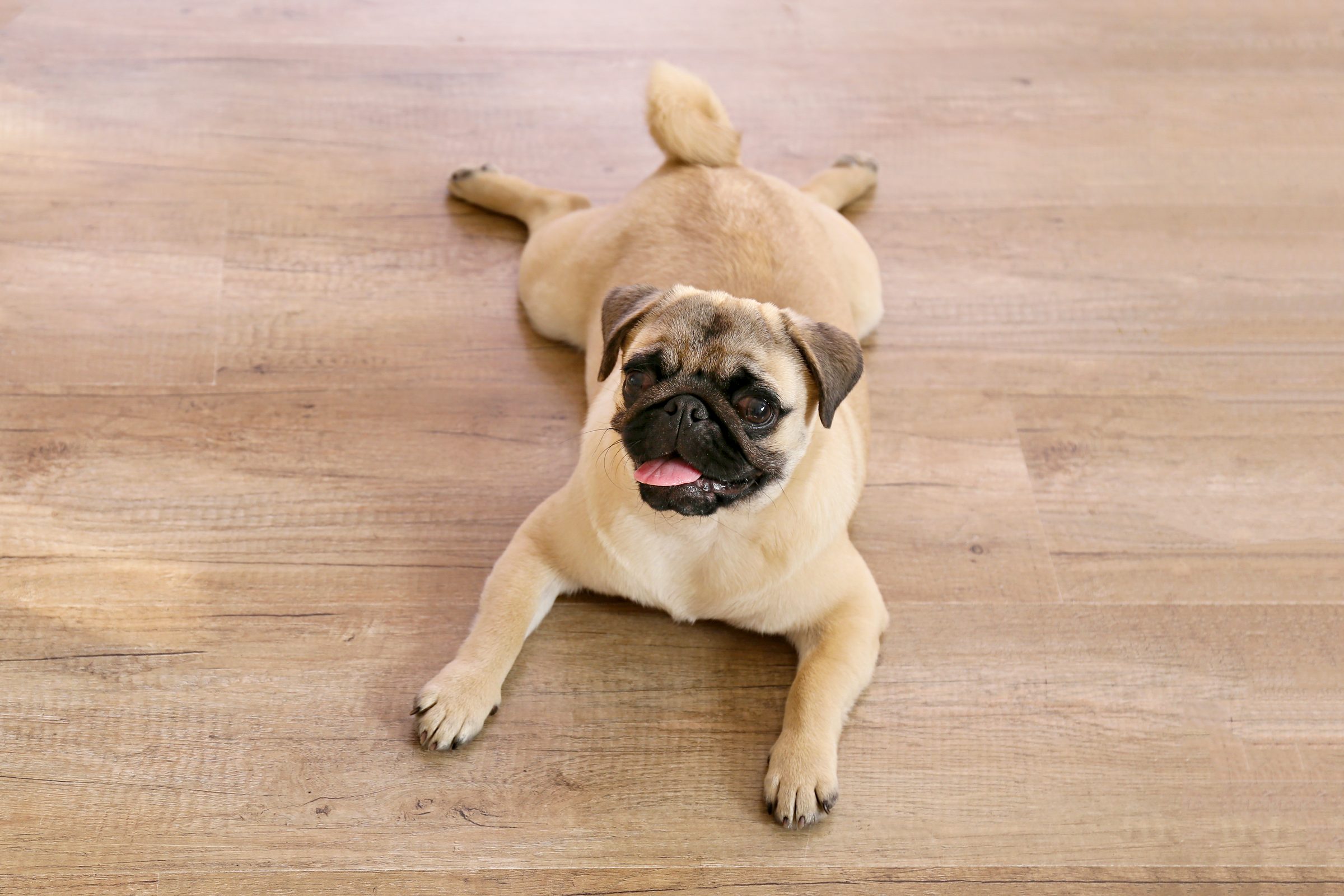 How To Choose the Best Flooring for Dogs
