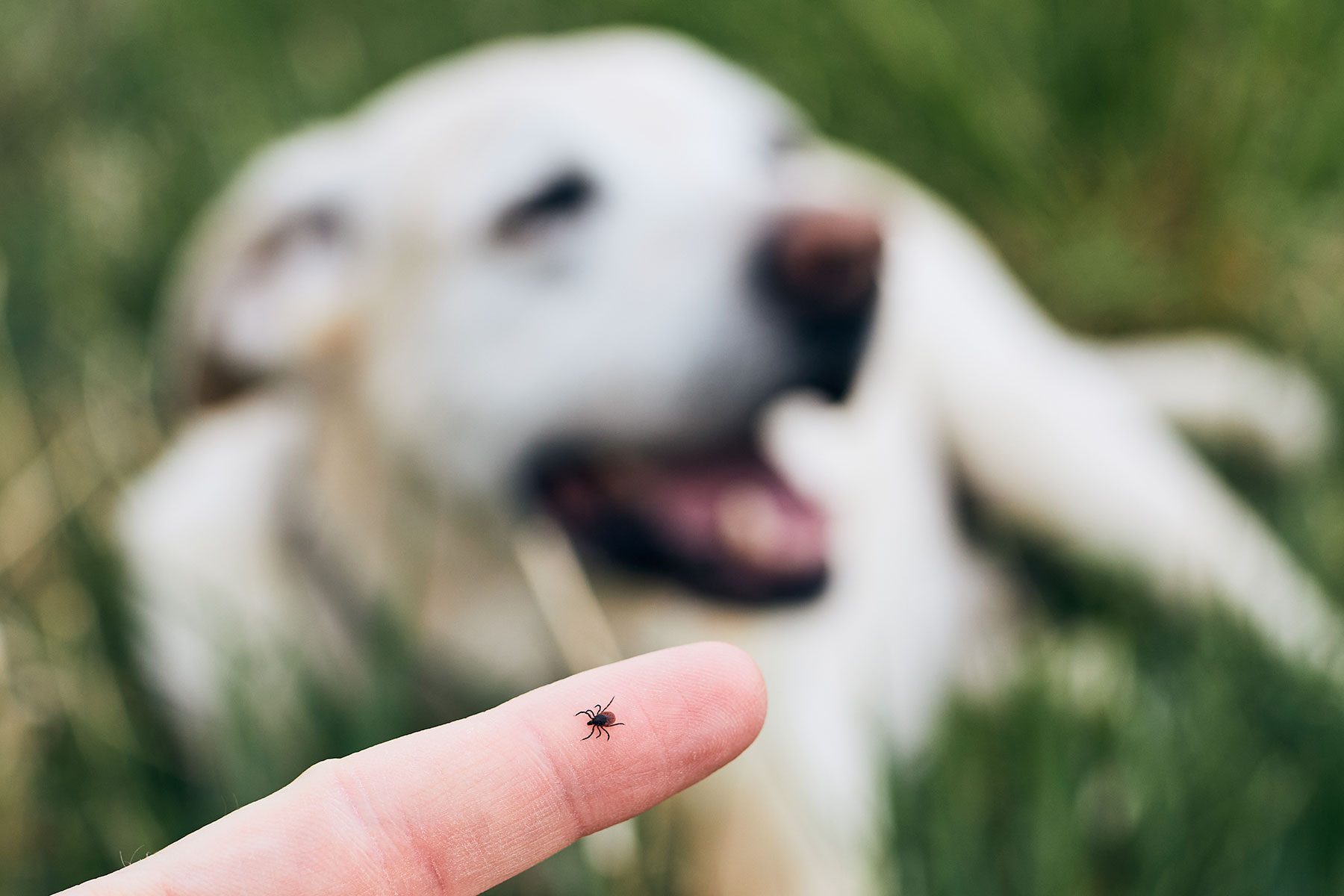 Can Dogs Get Ticks in Their Mouths?