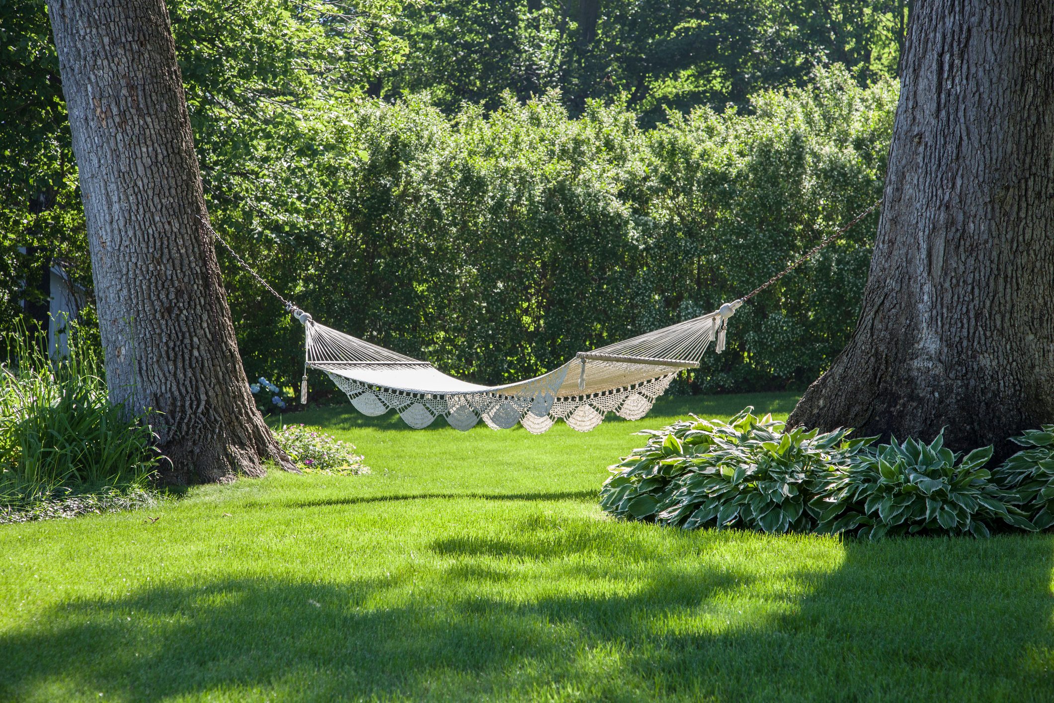 Hammock hung between two trees