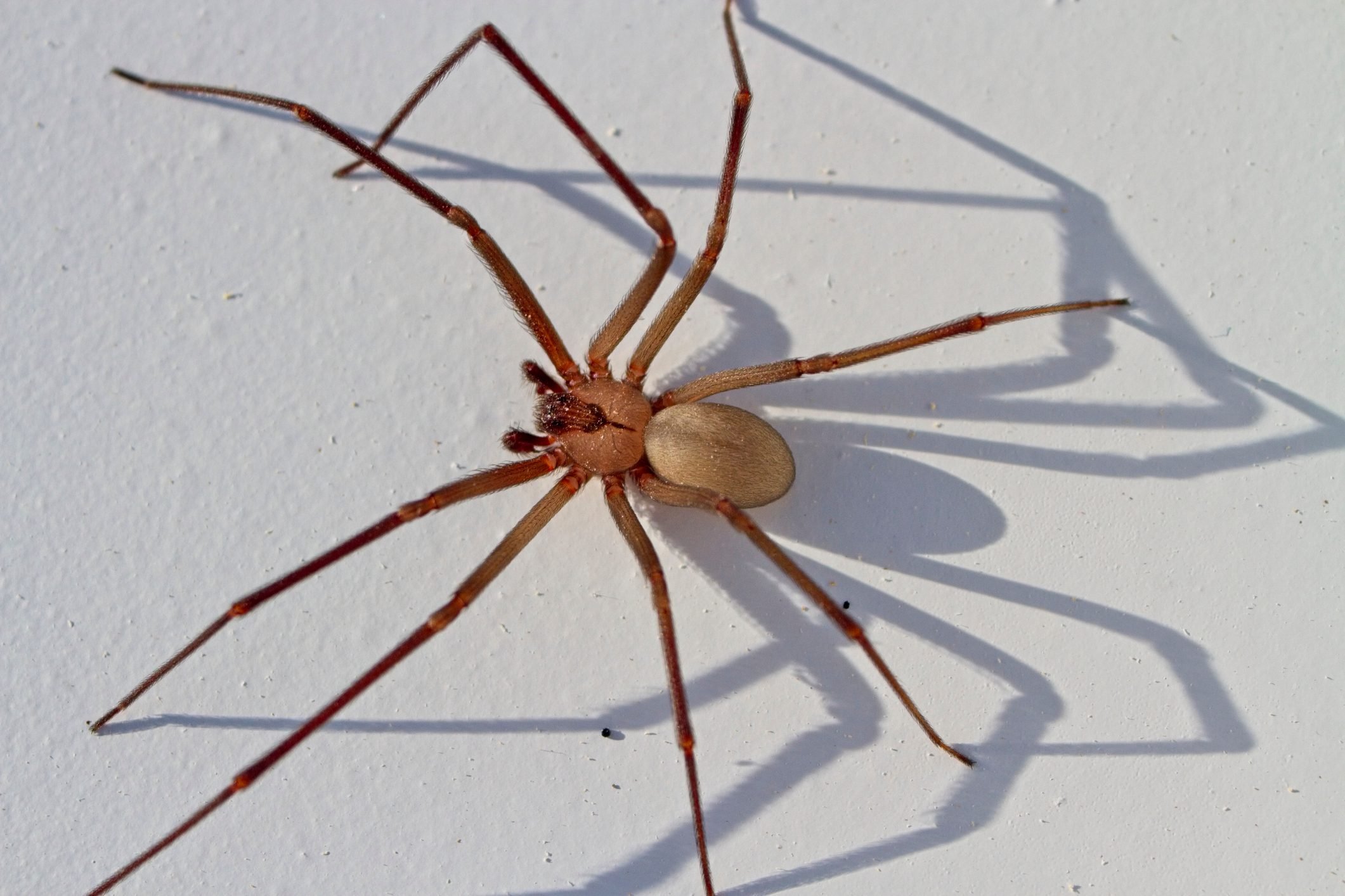 Homeowner's Guide to Brown Recluse Spiders
