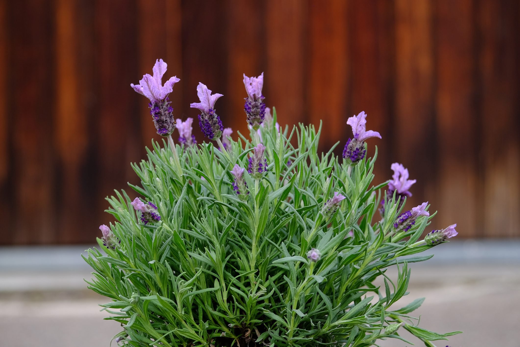 Growing Lavender From Seeds