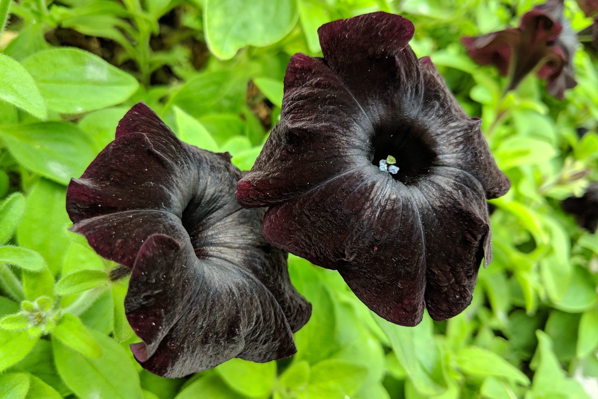 12 Black (or Almost Black) Flowers We Love