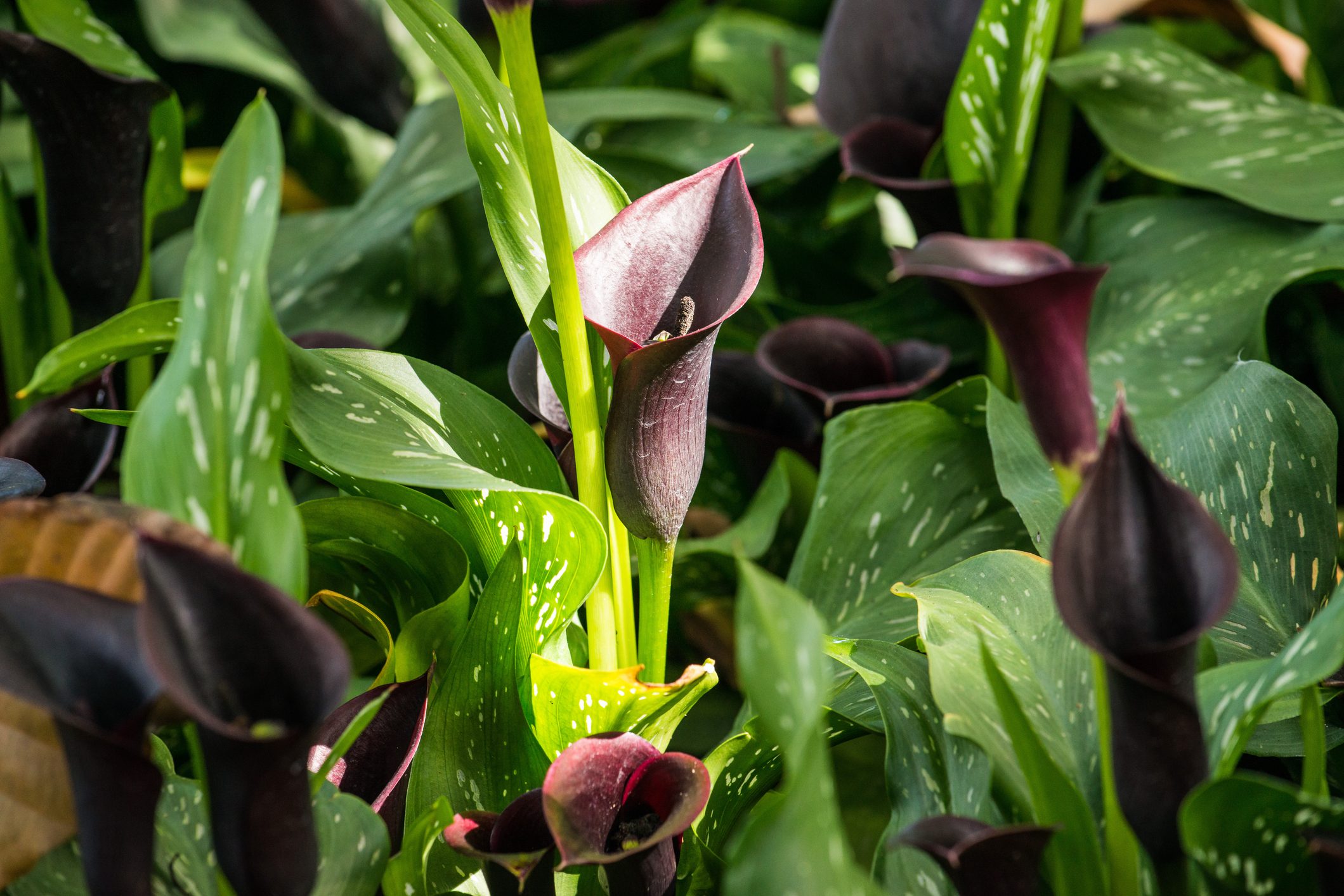 The black Calla Lily blooming in the garden.