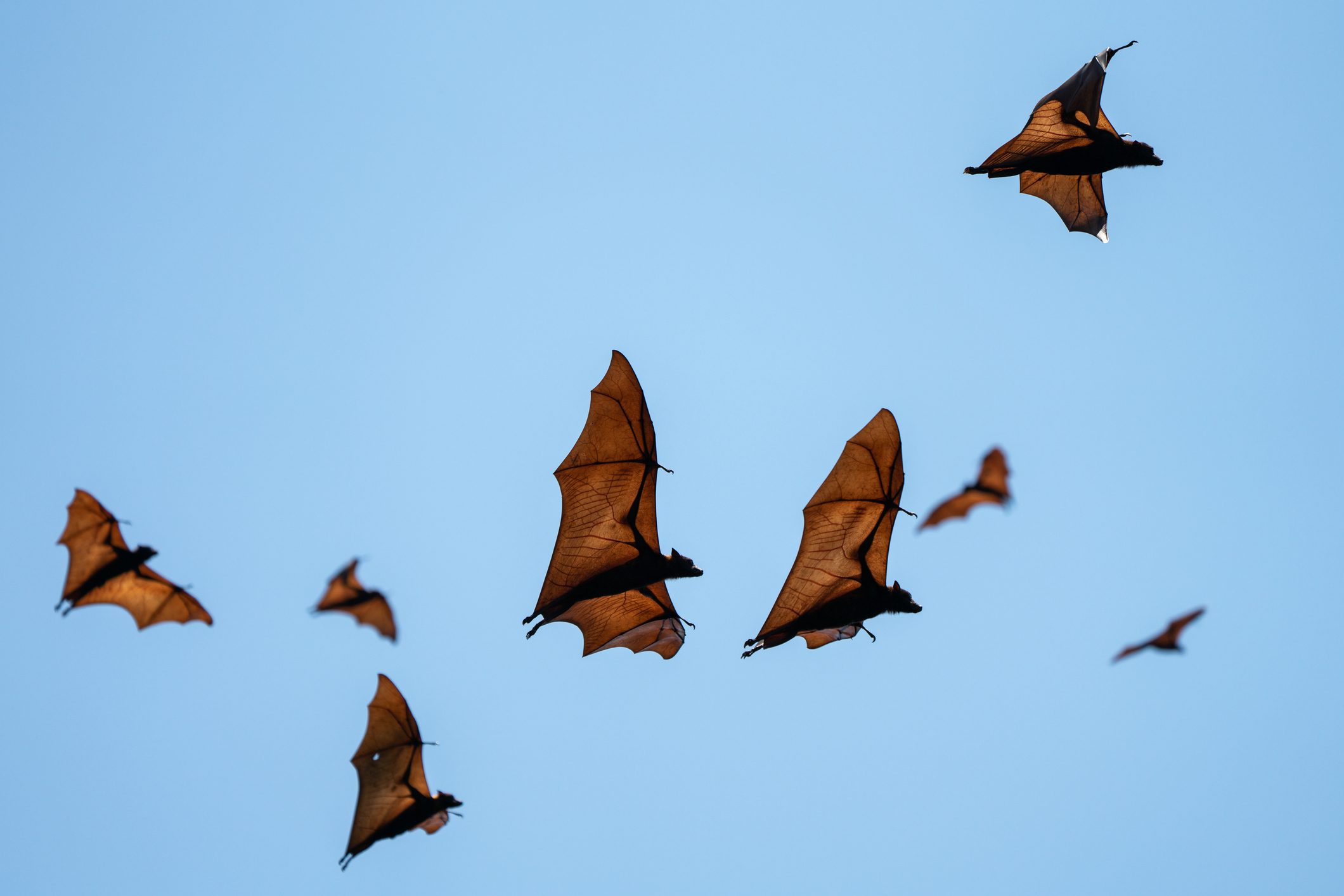 Do Bats Eat Mosquitoes?