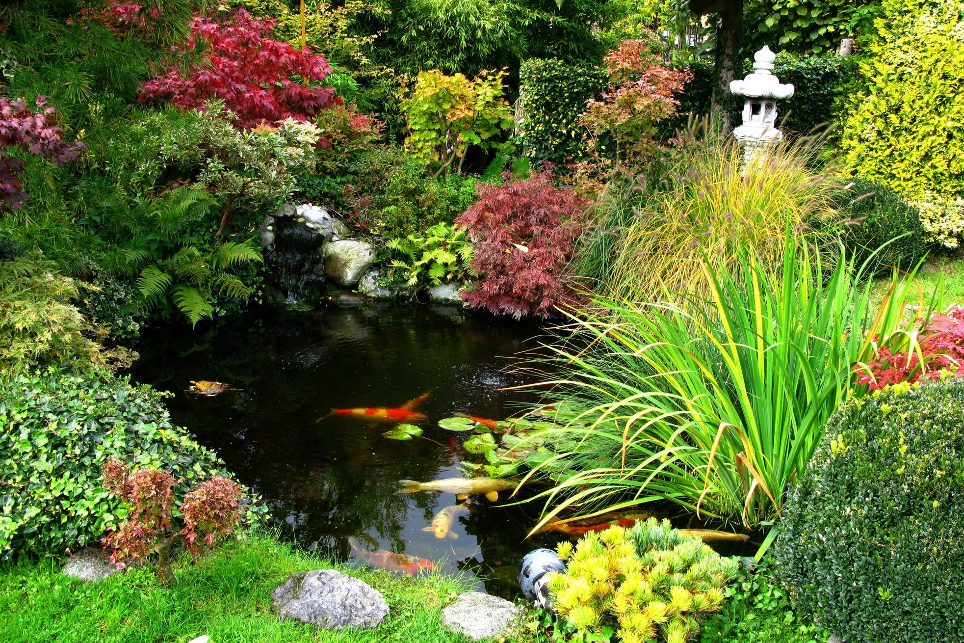 What To Know About Backyard Koi Ponds