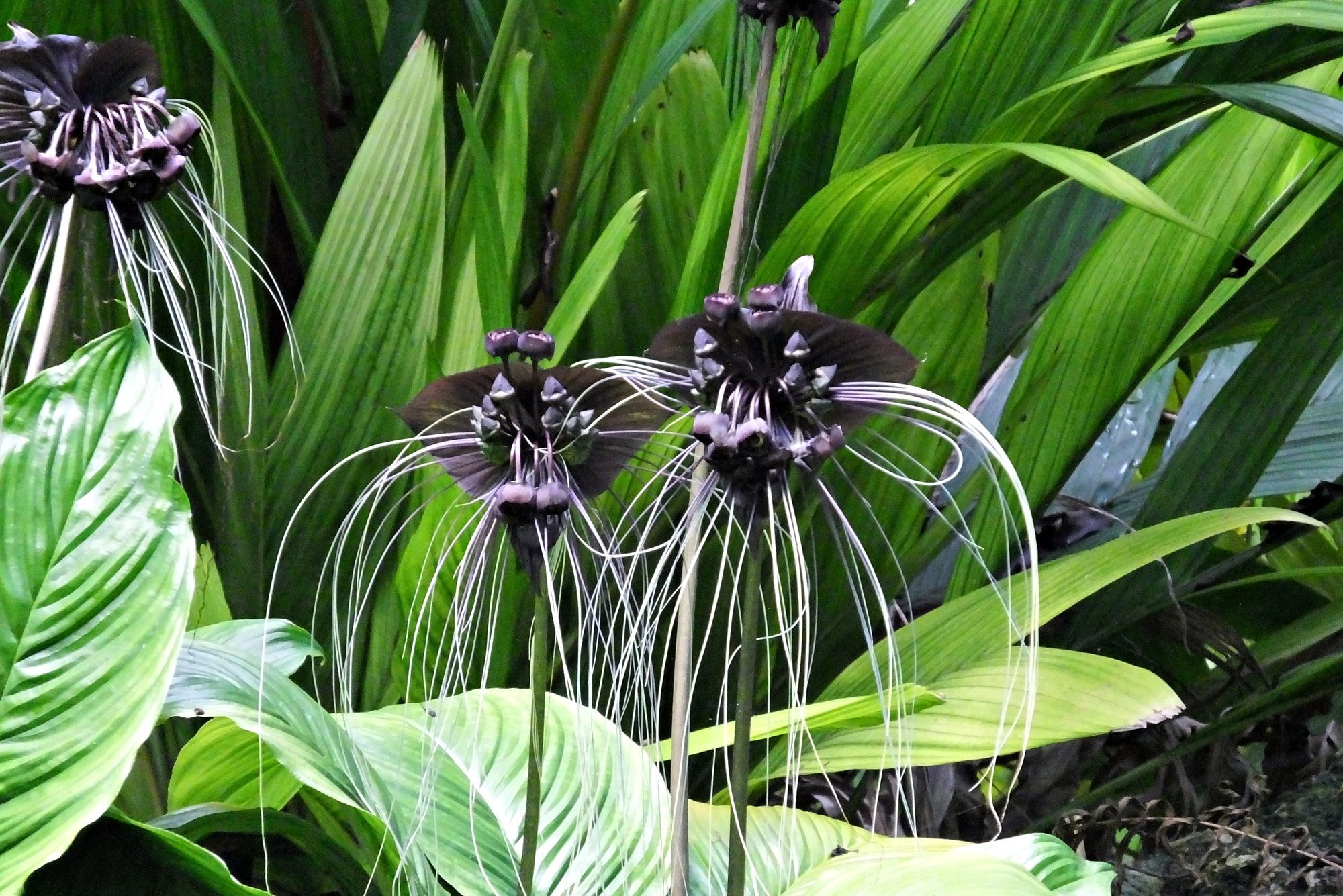 Black Bat Flower (Tacca chantrieri) with long whiskers