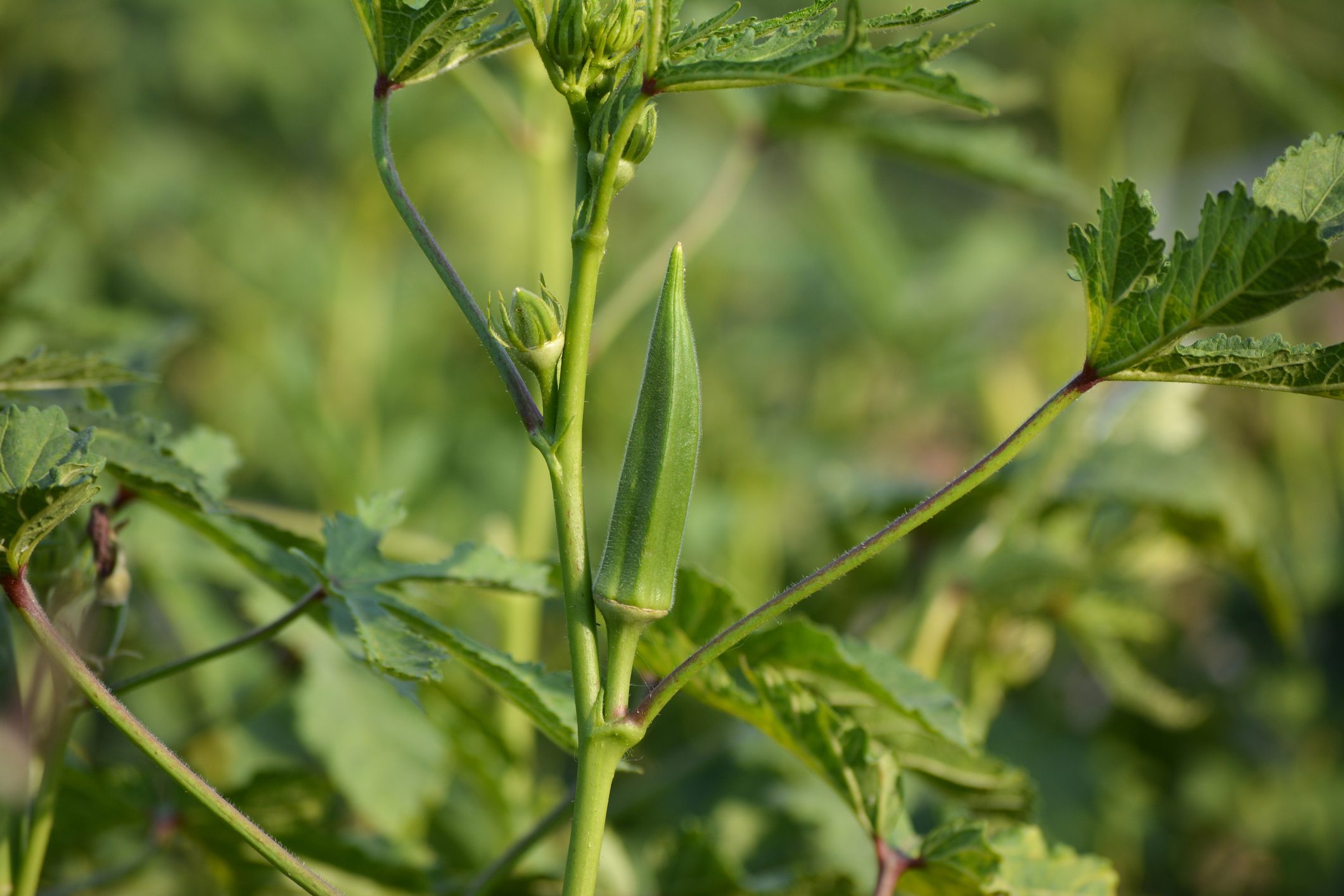 How To Grow Okra